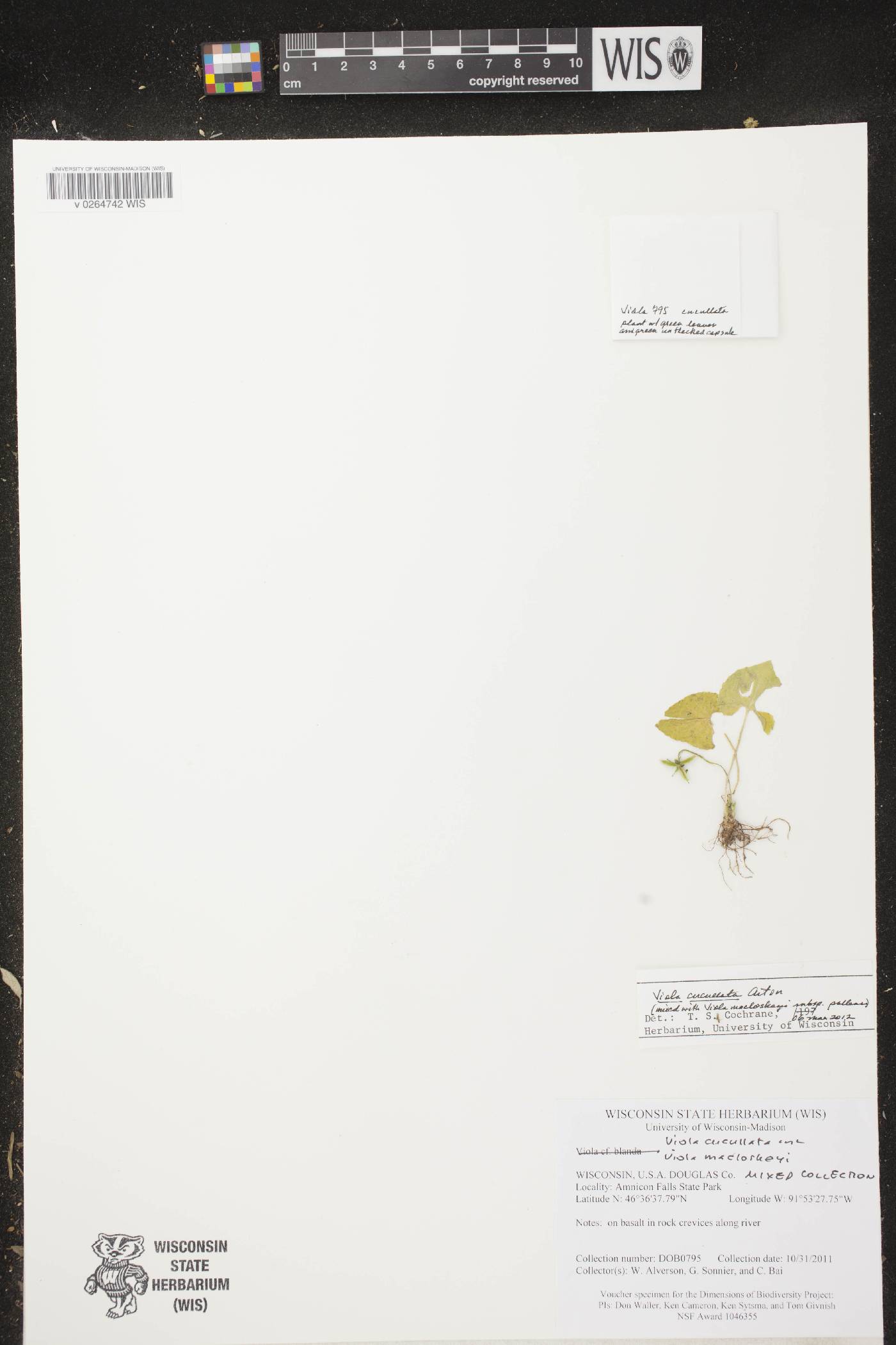Viola cucullata image