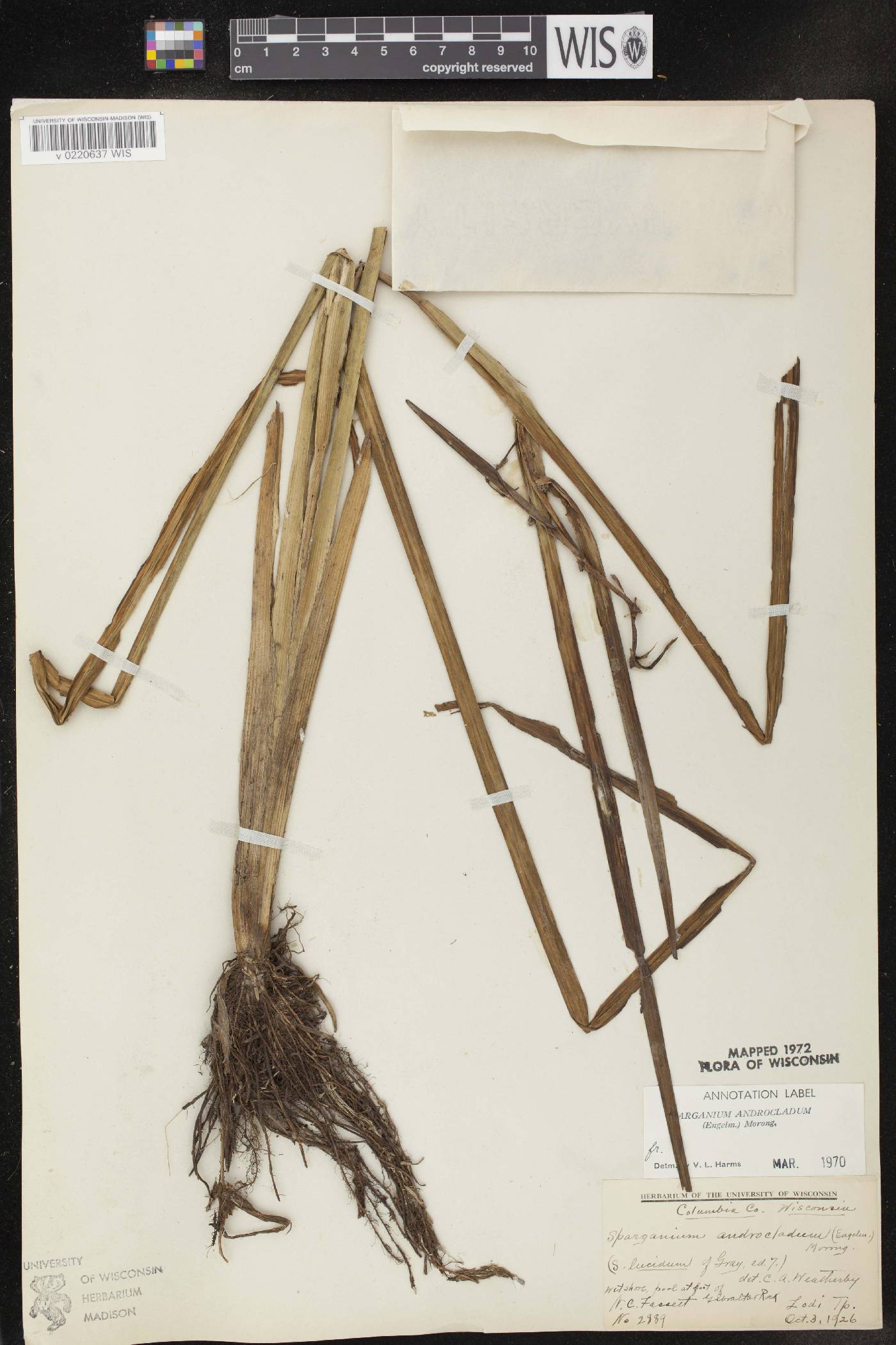Sparganium androcladum image