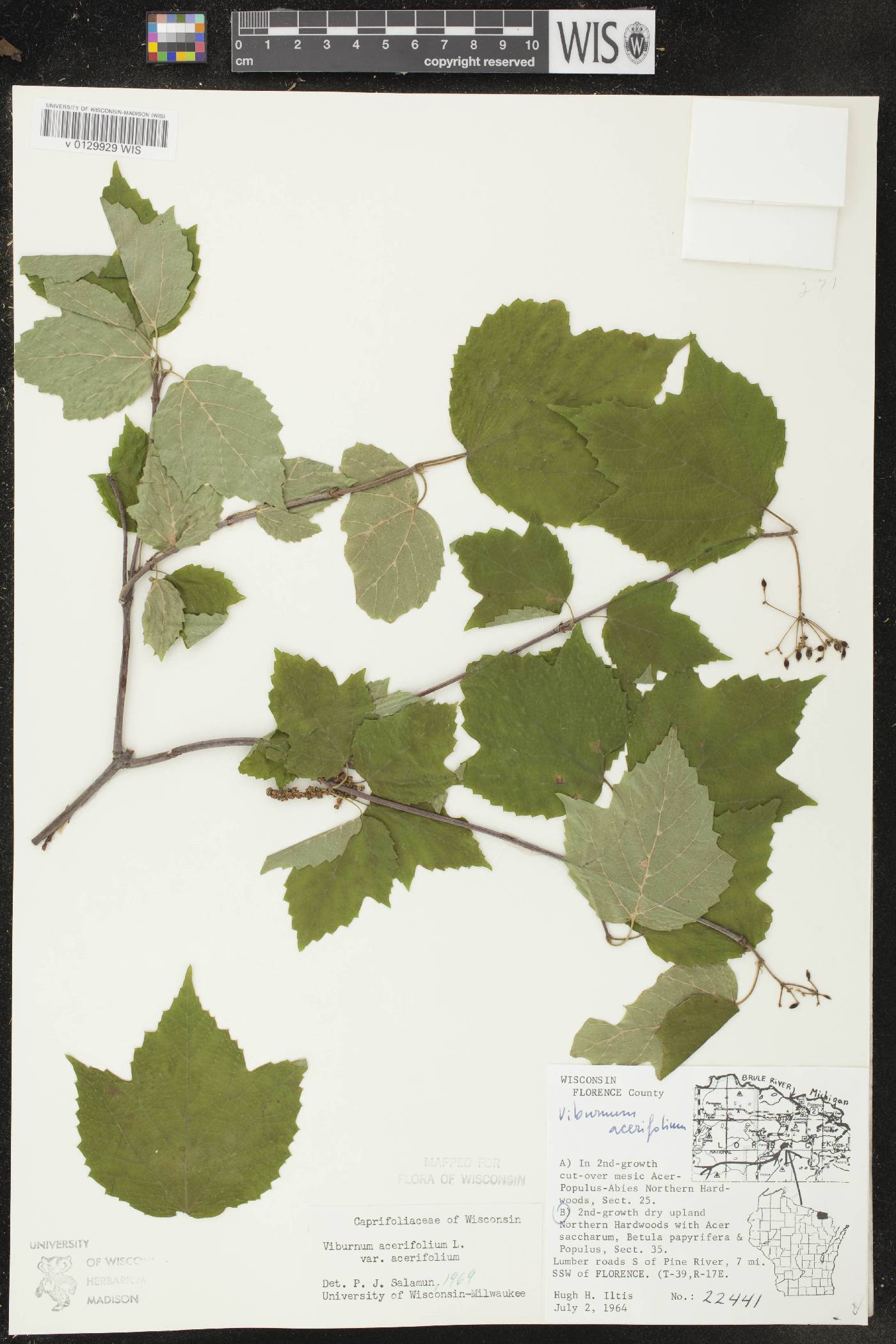 Viburnum acerifolium image