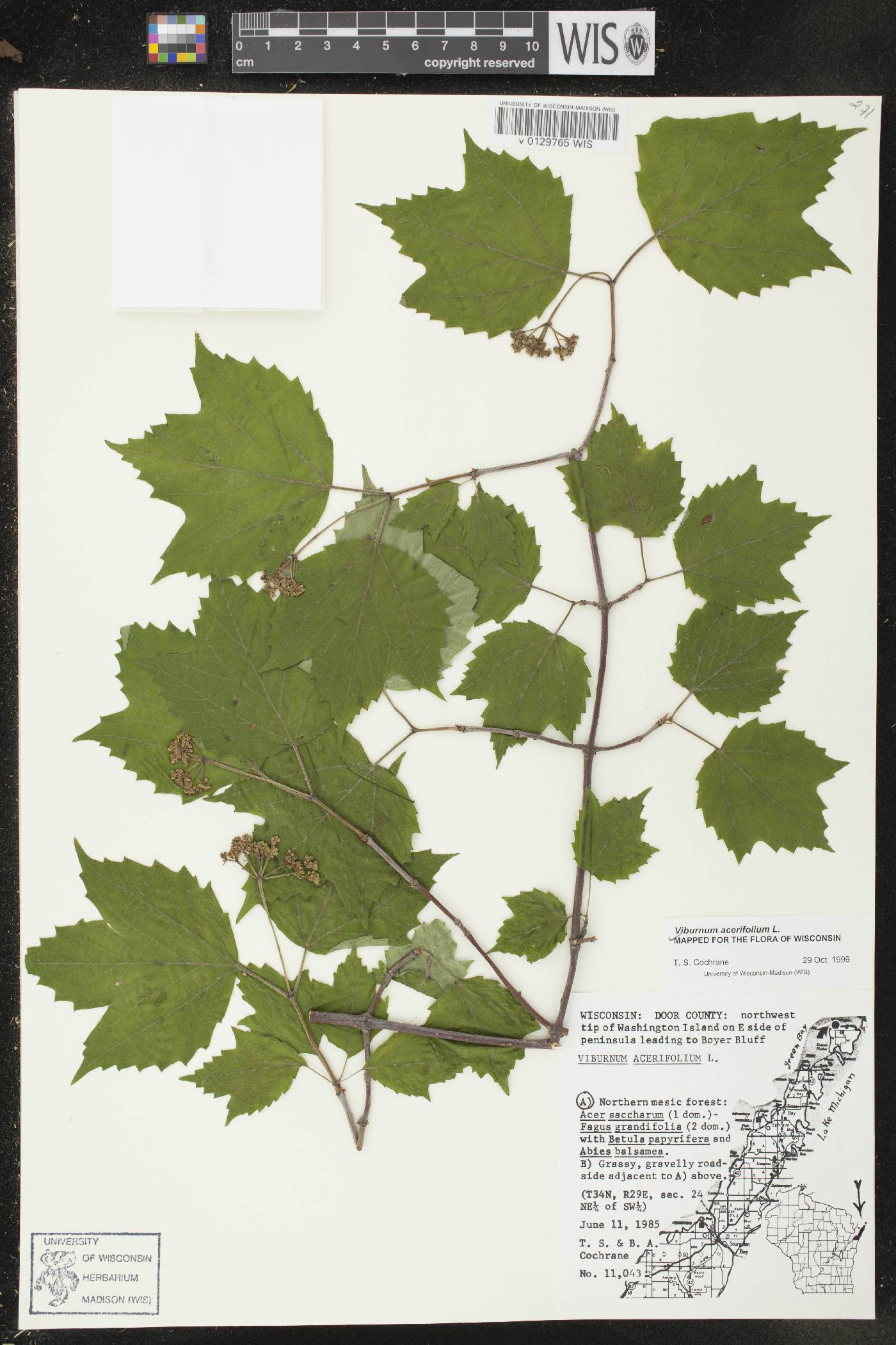 Viburnum acerifolium image