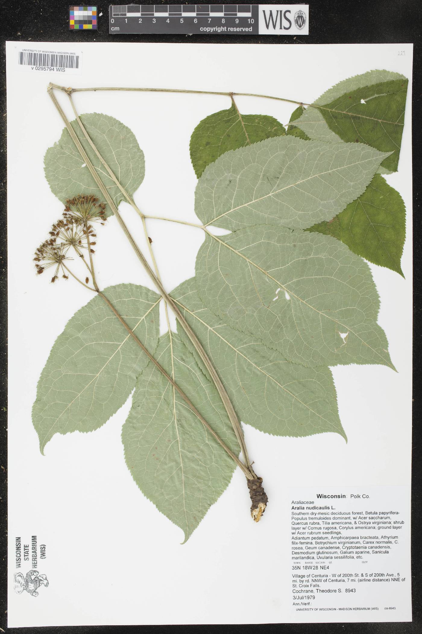 Aralia nudicaulis image