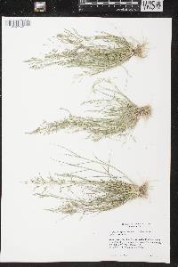 Image of Eragrostis pectinacea