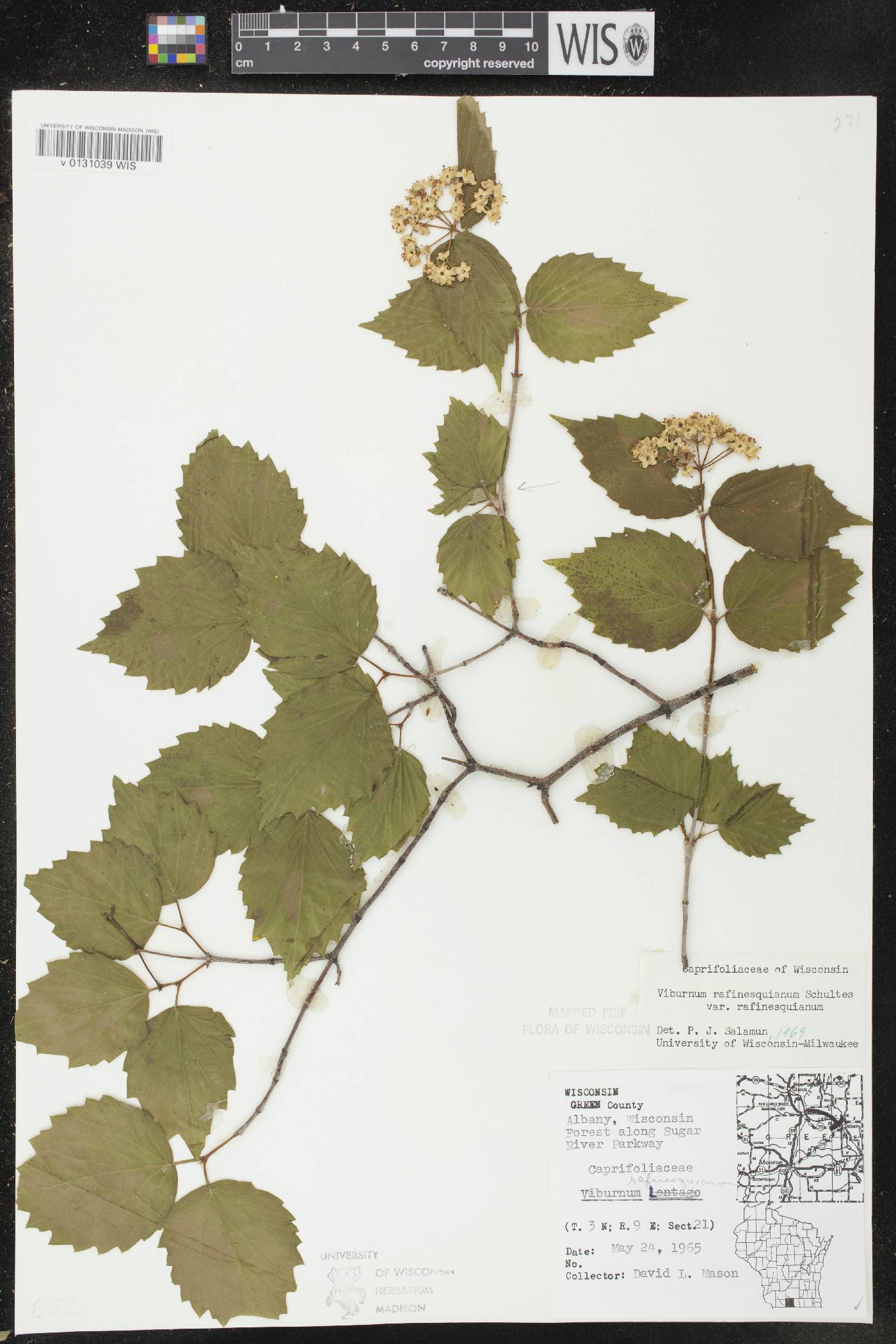 Viburnum rafinesquianum var. rafinesquianum image