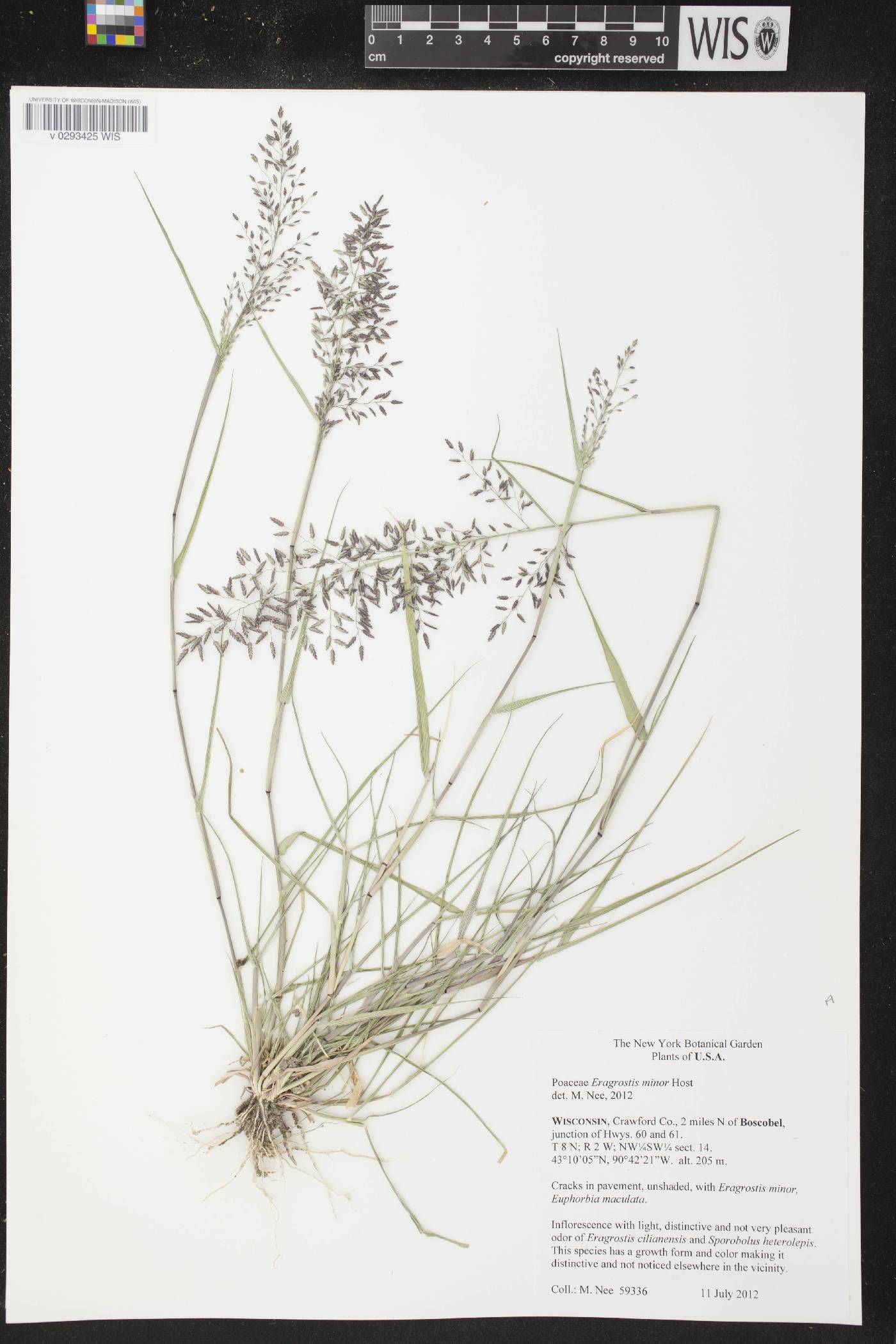 Eragrostis minor image