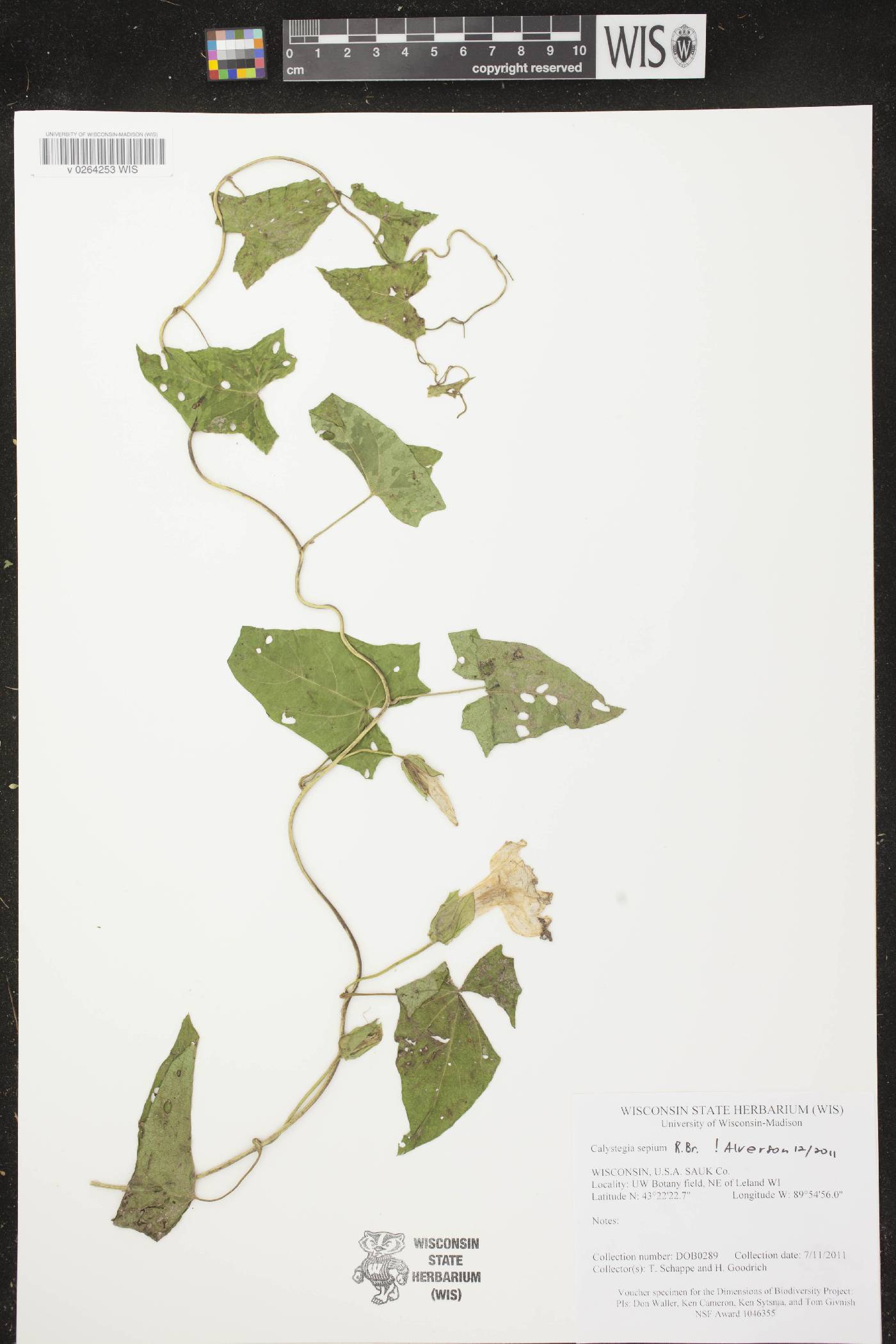 Calystegia sepium image