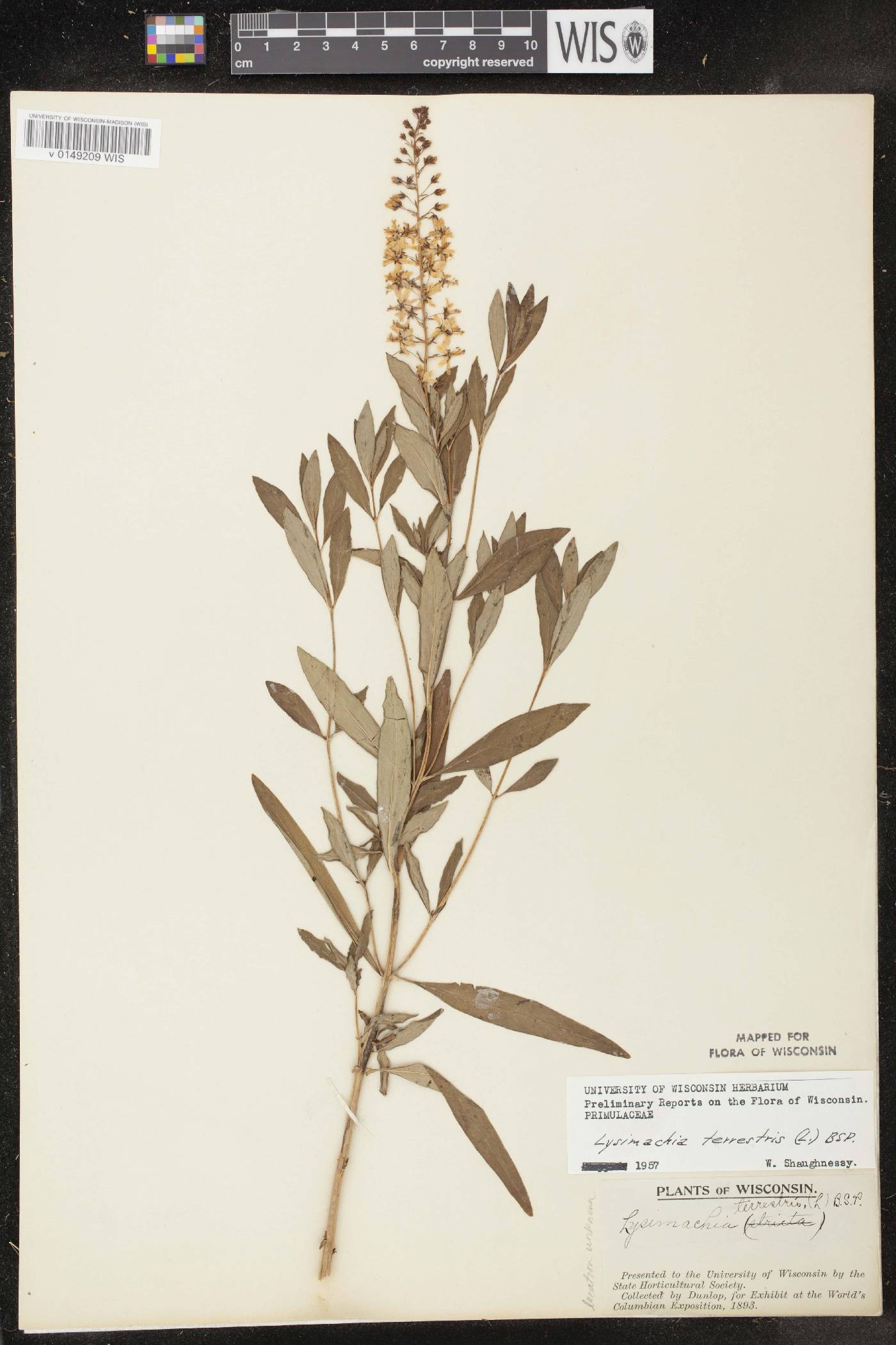 Lysimachia terrestris image