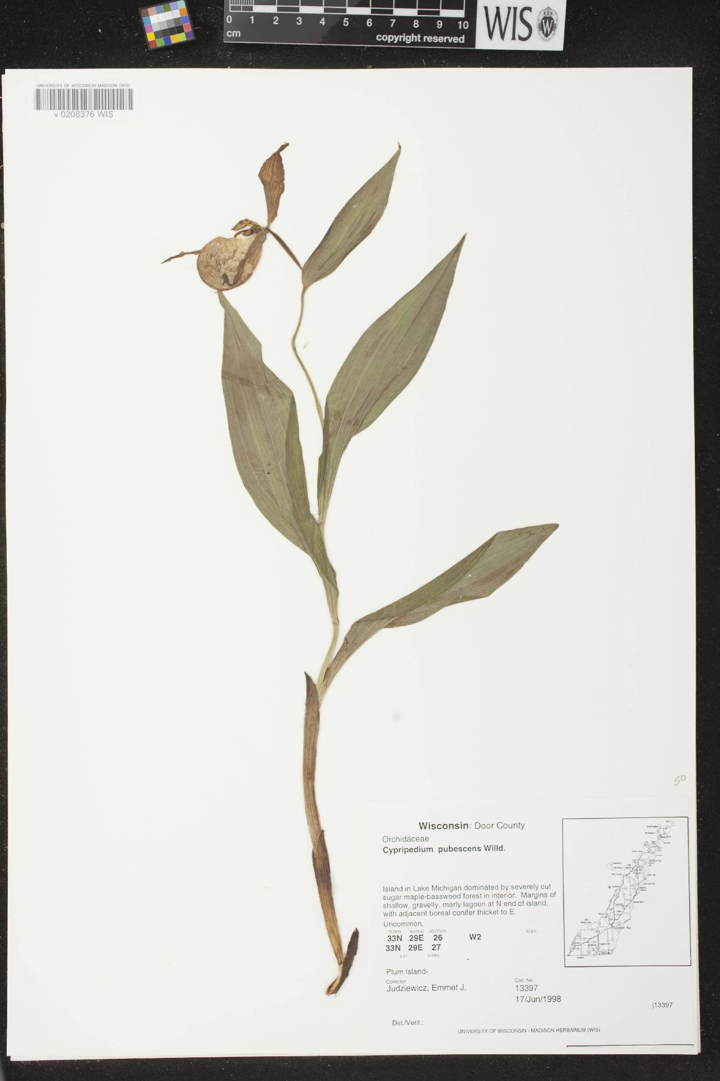 Cypripedium parviflorum image
