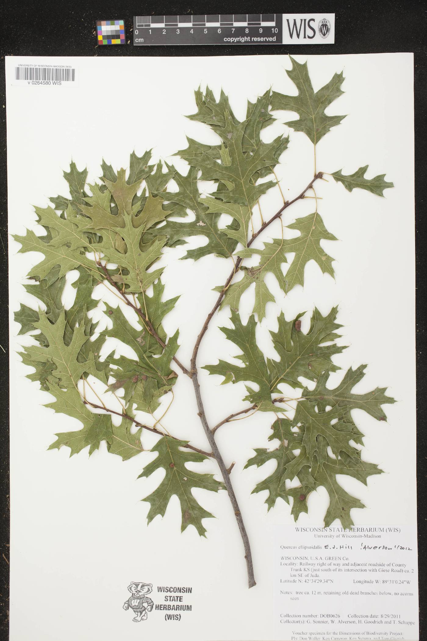 Quercus ellipsoidalis image