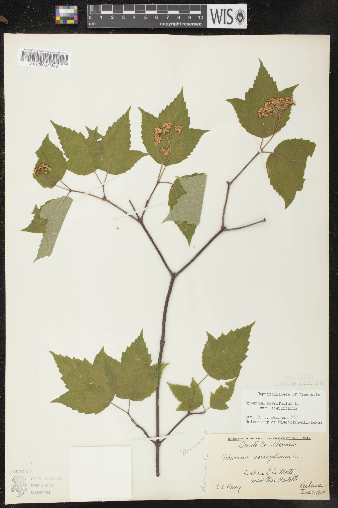 Viburnum acerifolium image