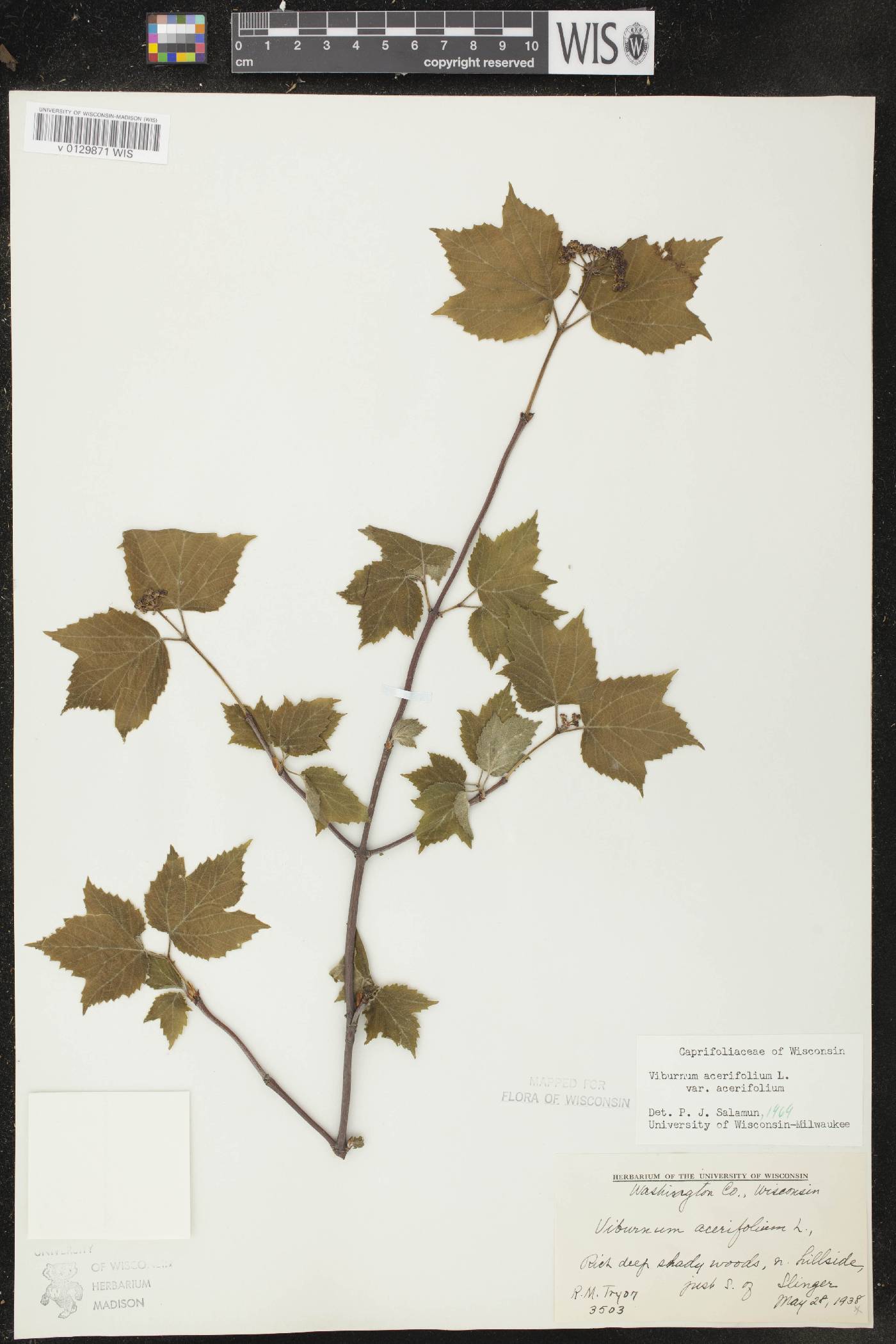 Viburnum acerifolium image