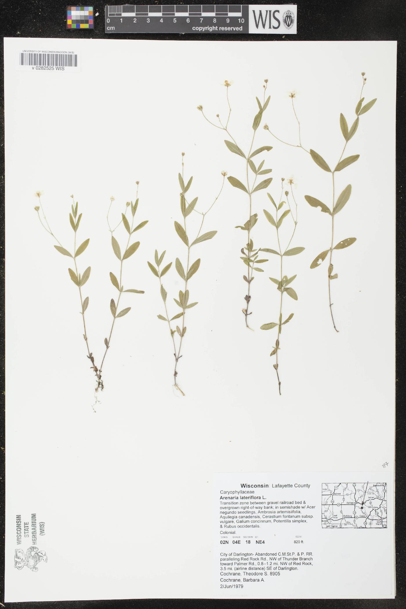 Moehringia lateriflora image