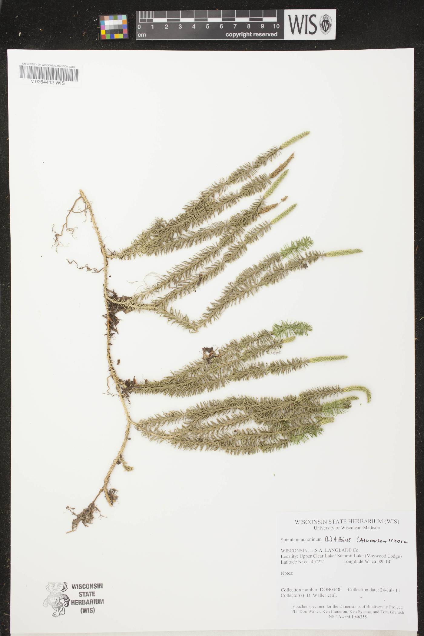 Spinulum annotinum image
