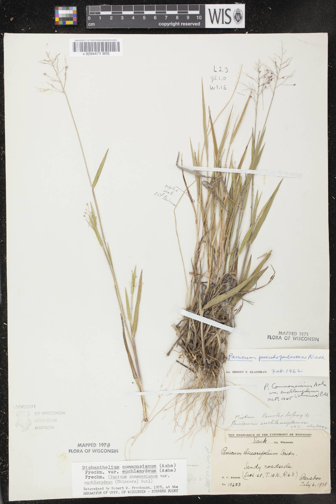 Dichanthelium commonsianum var. euchlamydeum image