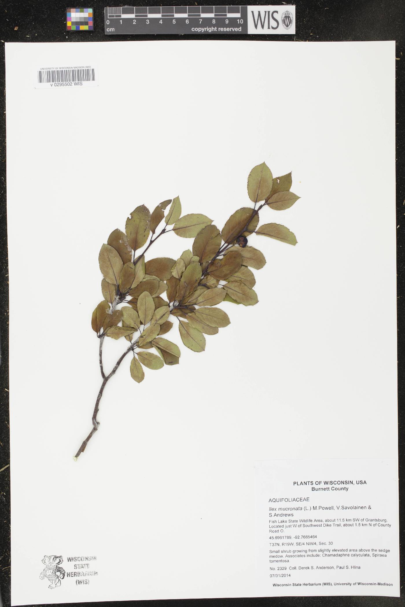 Ilex mucronata image