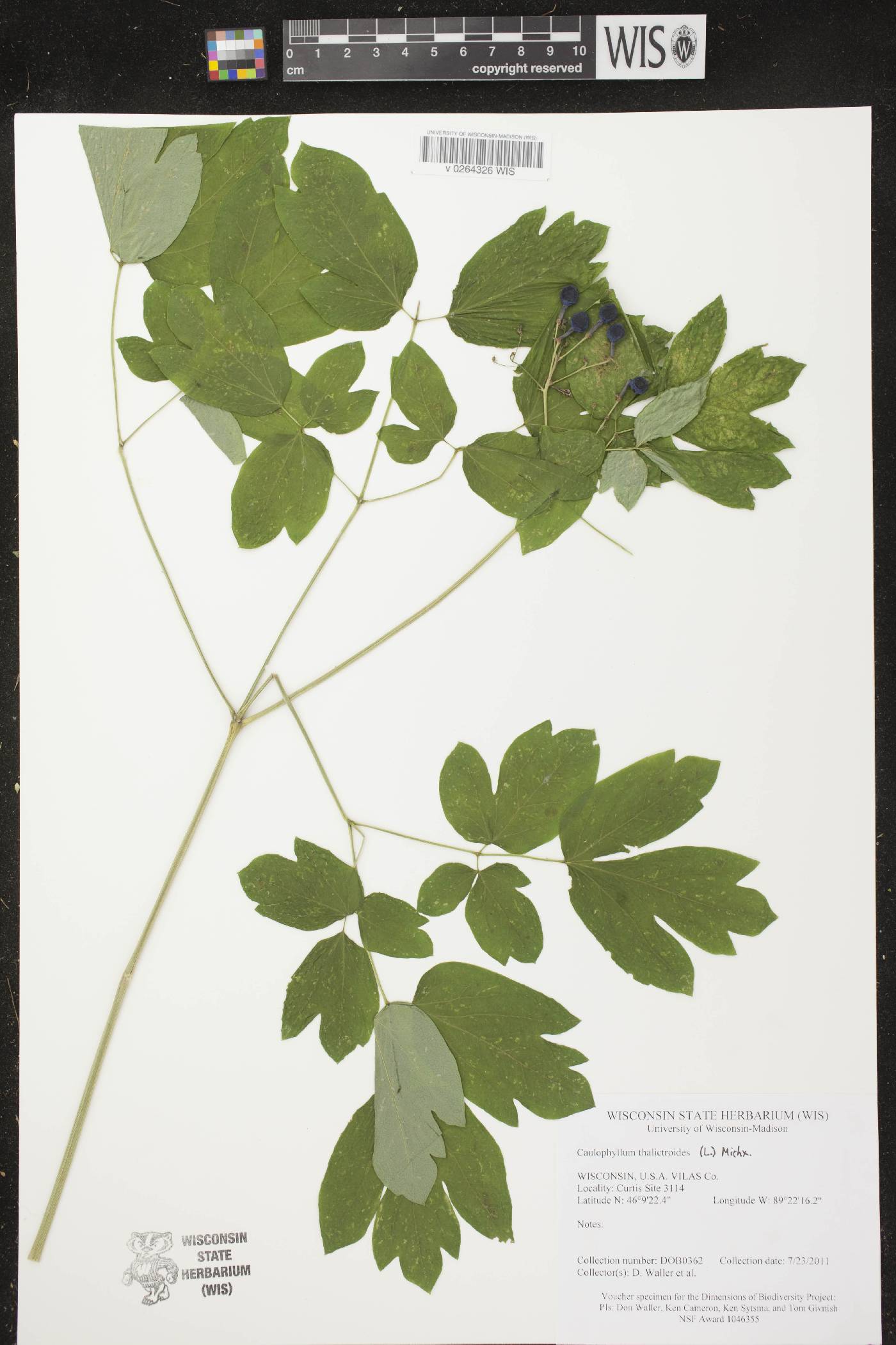 Caulophyllum thalictroides image