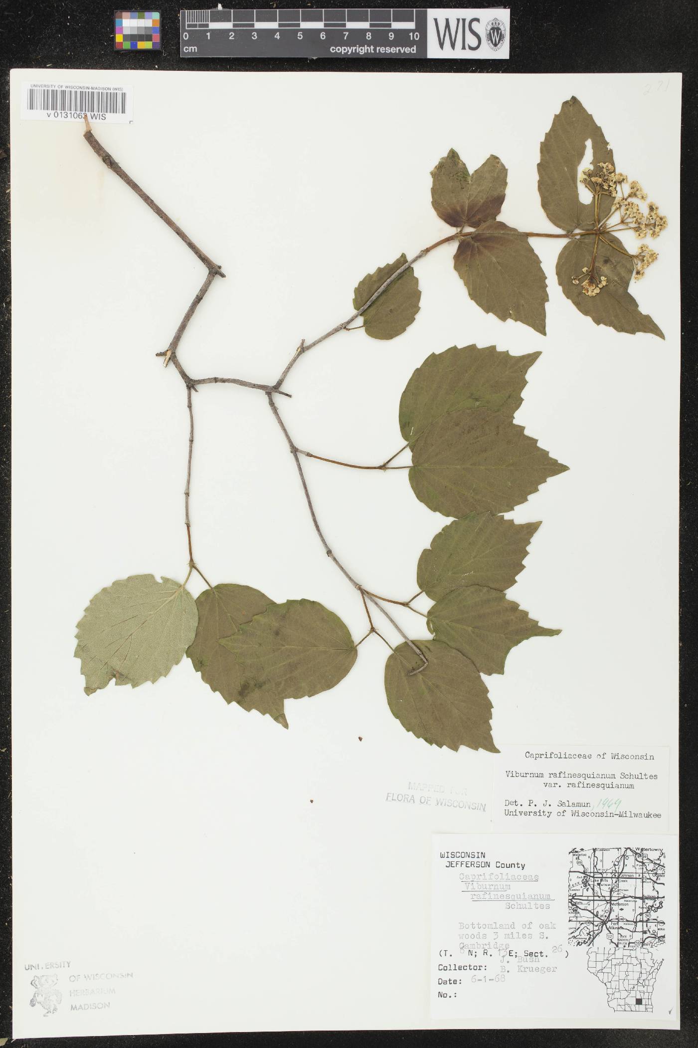 Viburnum rafinesquianum var. rafinesquianum image