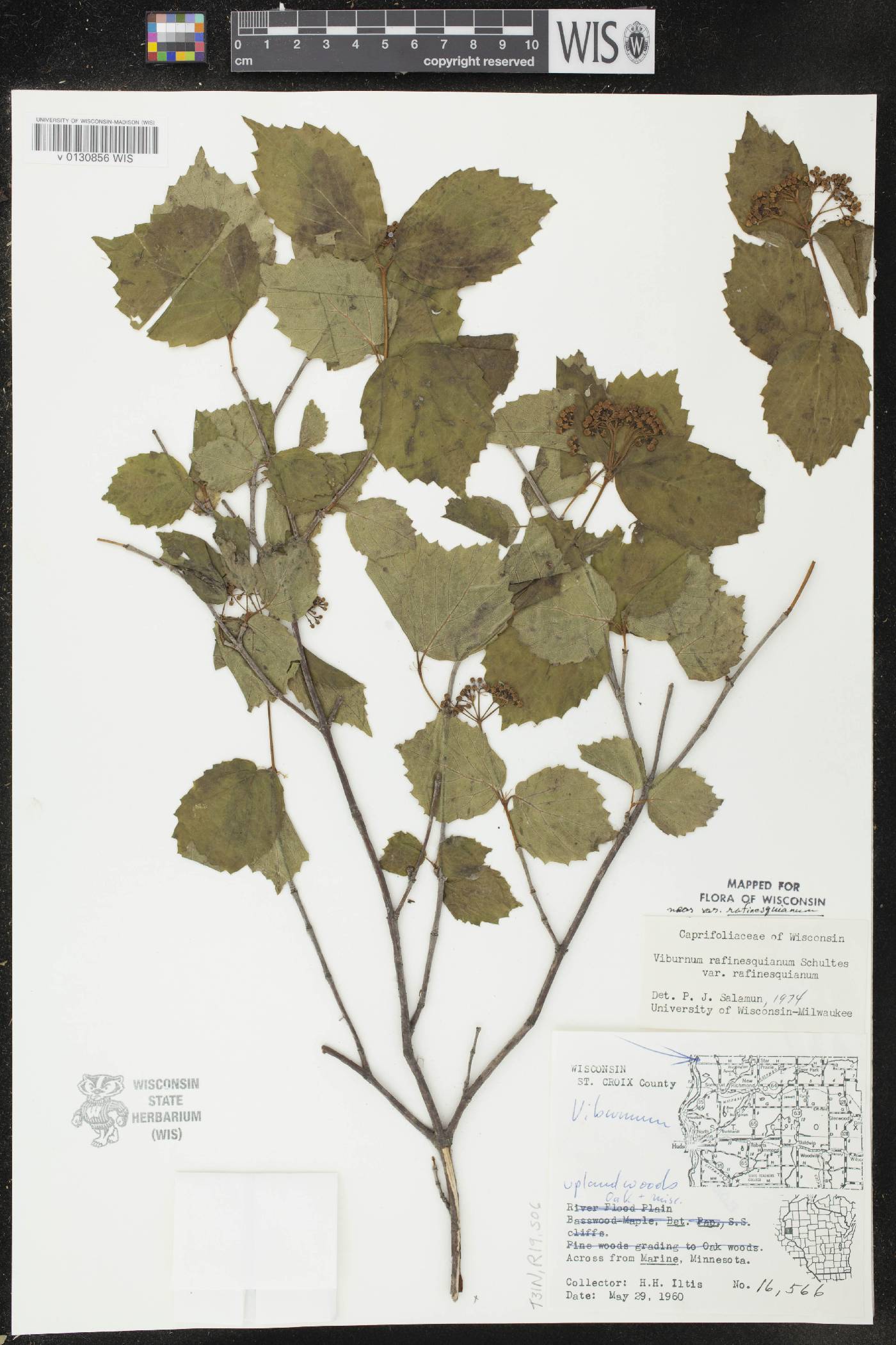 Viburnum rafinesquianum var. rafinesquianum image