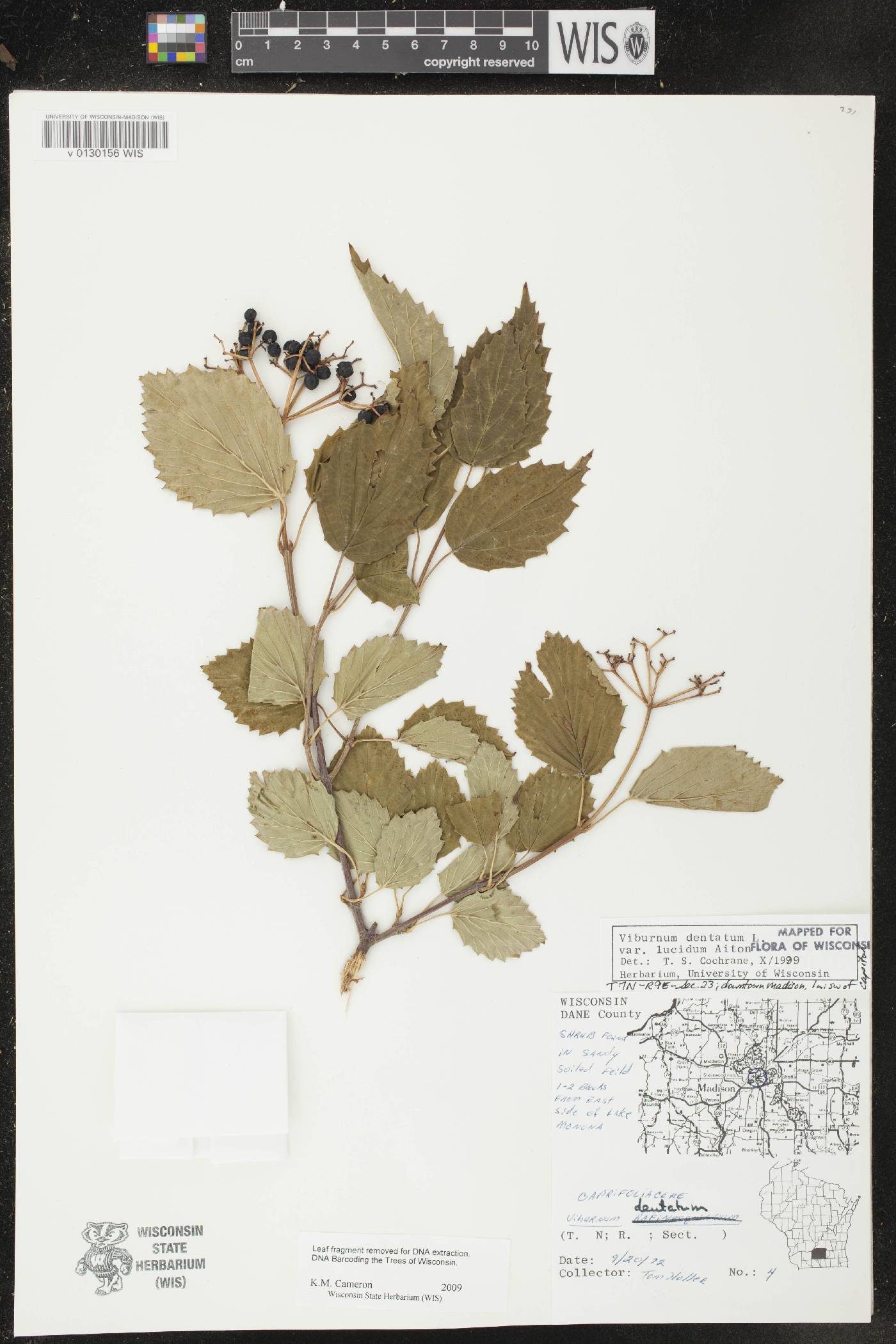Viburnum dentatum image