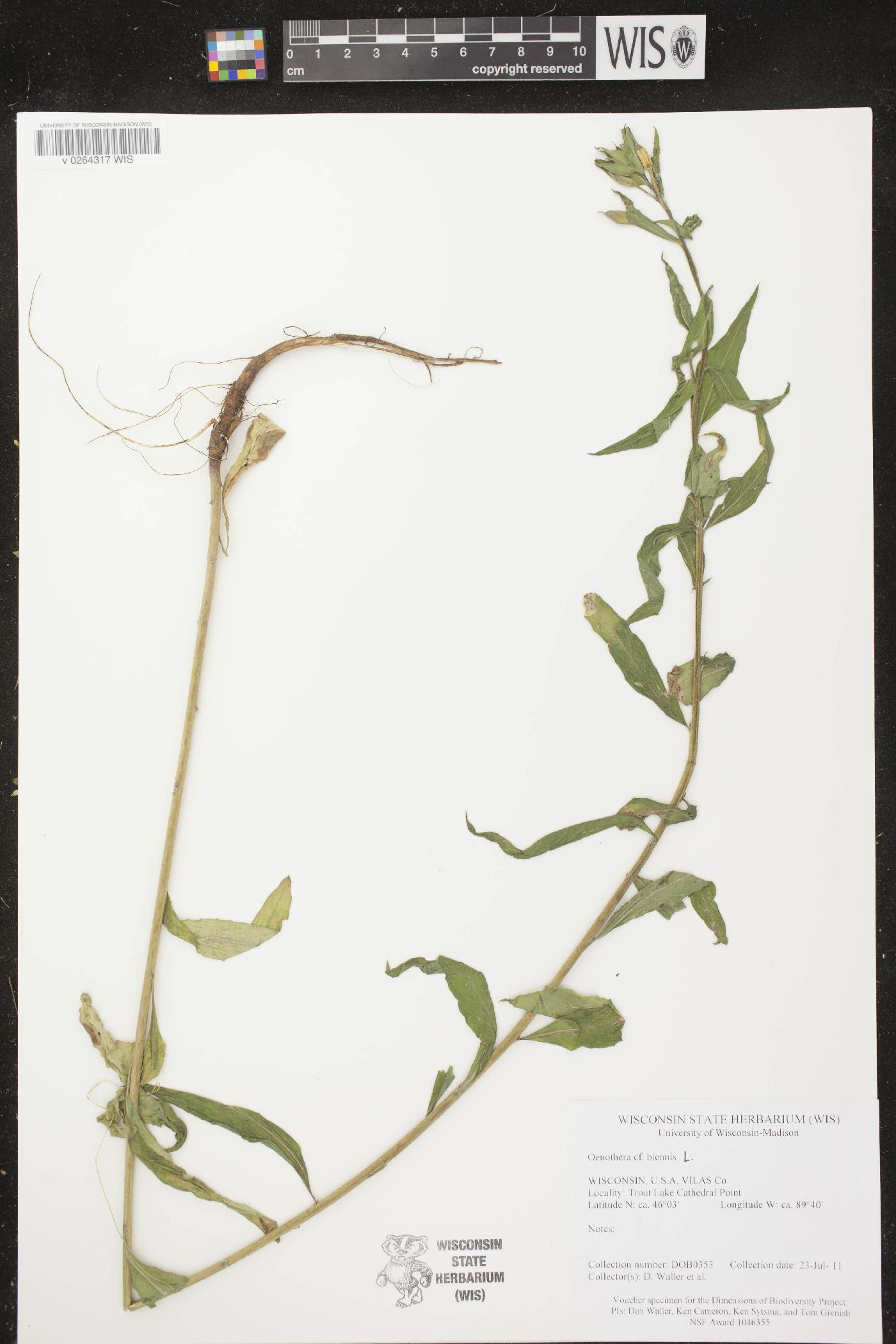 Oenothera biennis image
