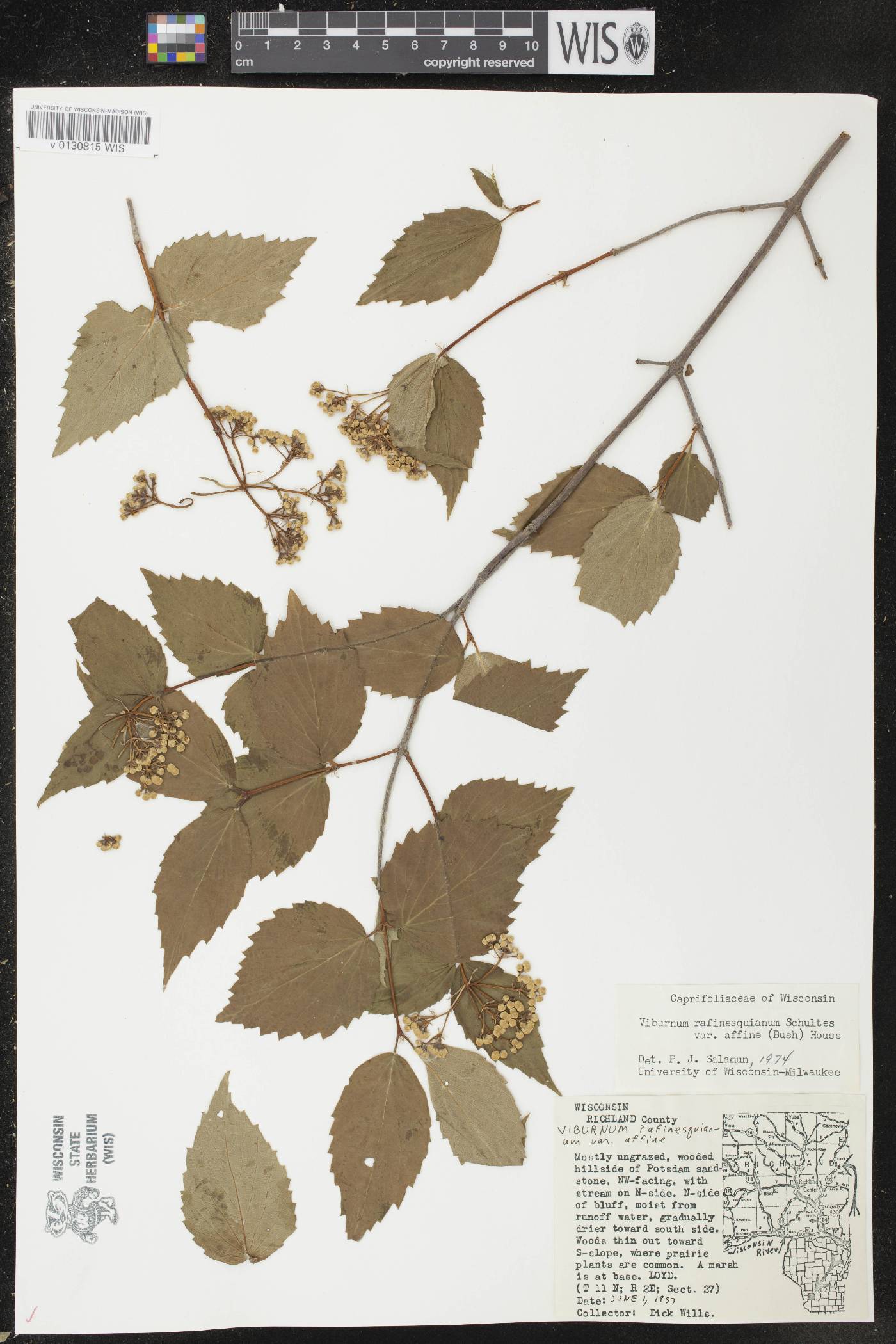 Viburnum rafinesquianum var. affine image