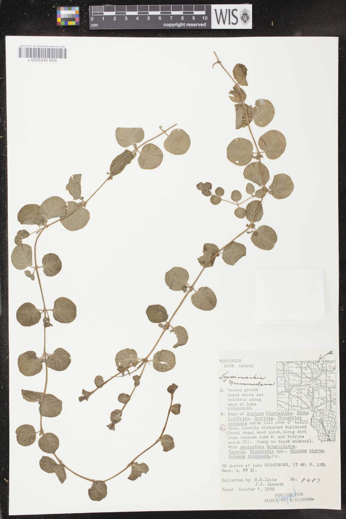 Lysimachia nummularia image