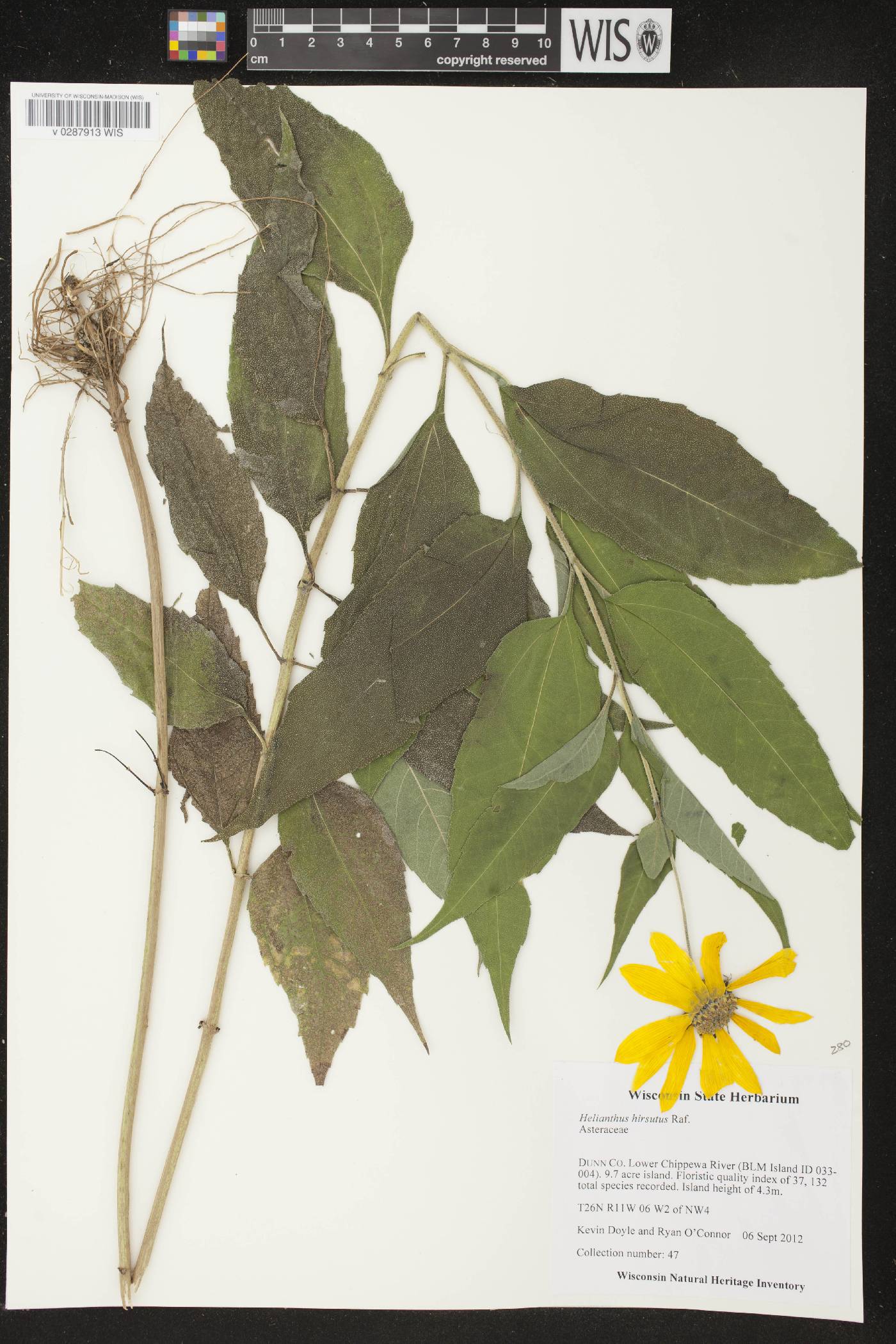 Helianthus hirsutus image