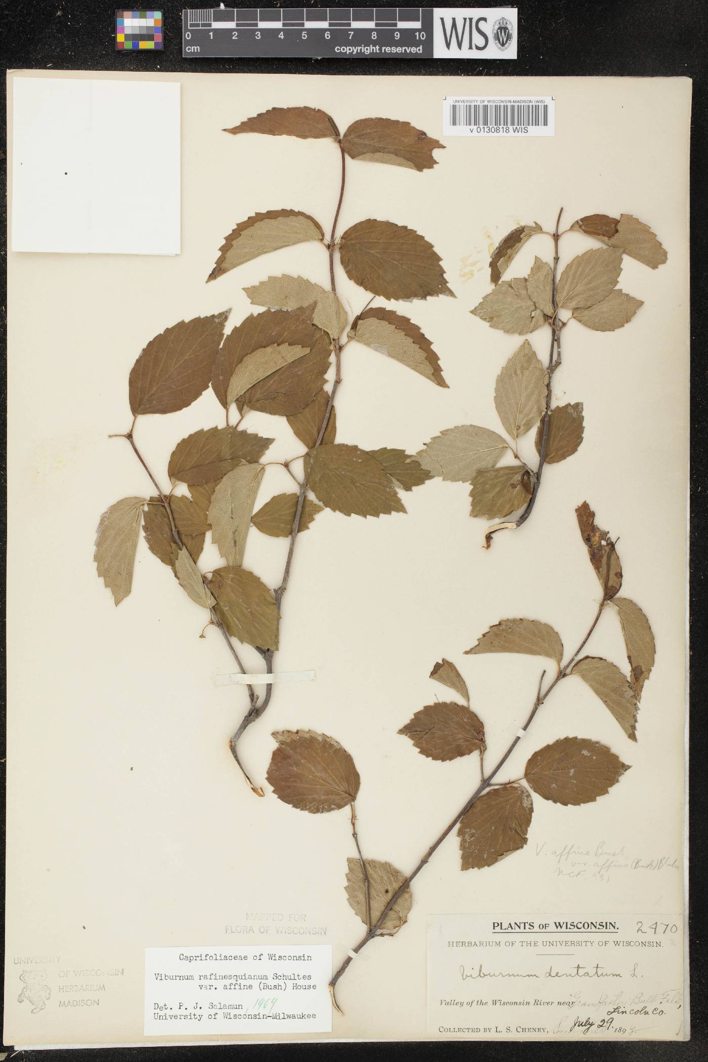 Viburnum rafinesquianum var. affine image