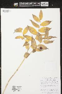 Image of Streptopus lanceolatus