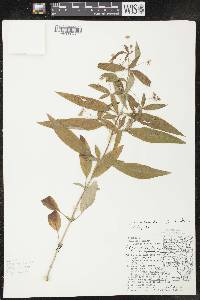 Image of Lysimachia ciliata x l. lanceolata