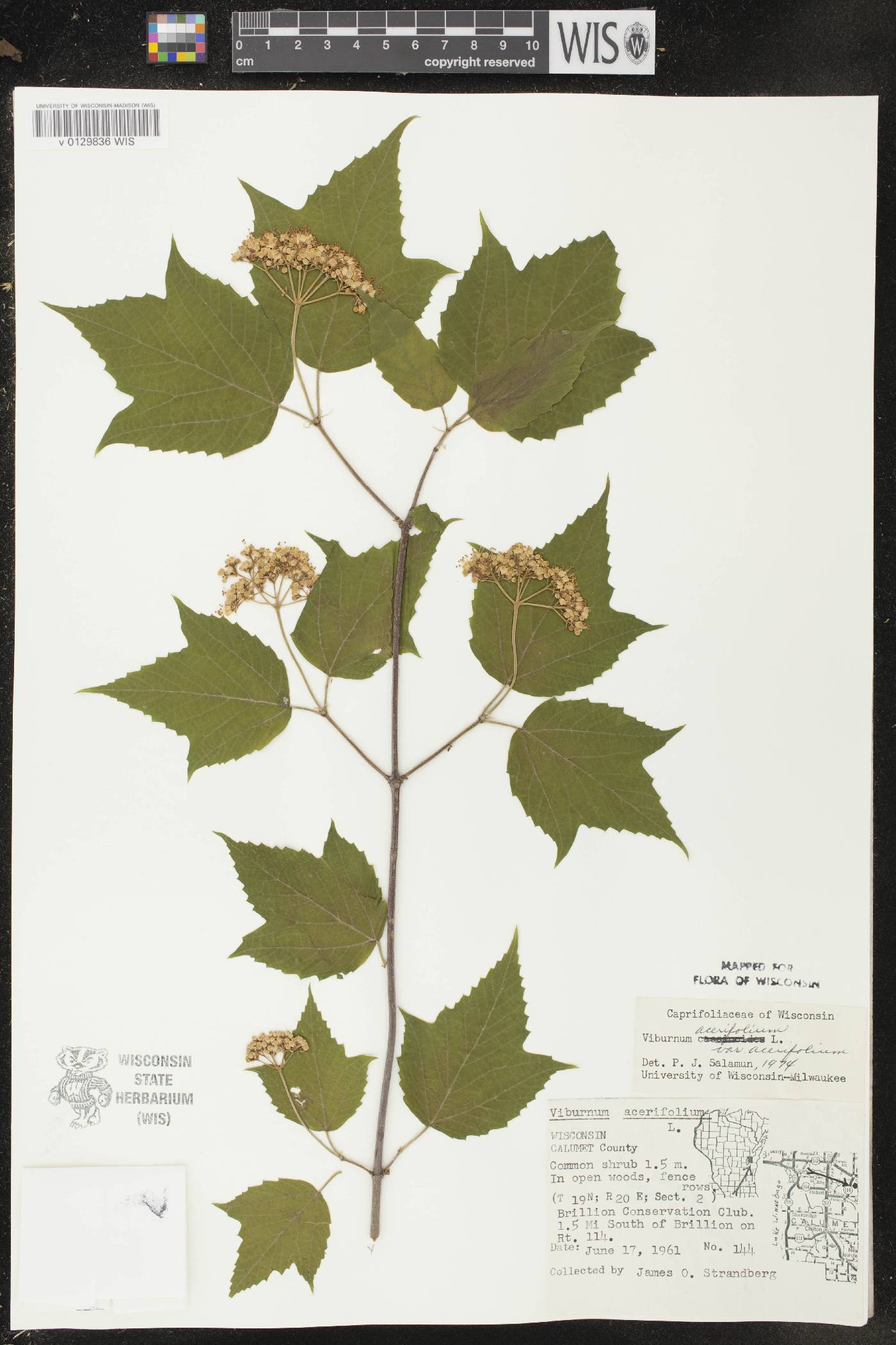Viburnum acerifolium image