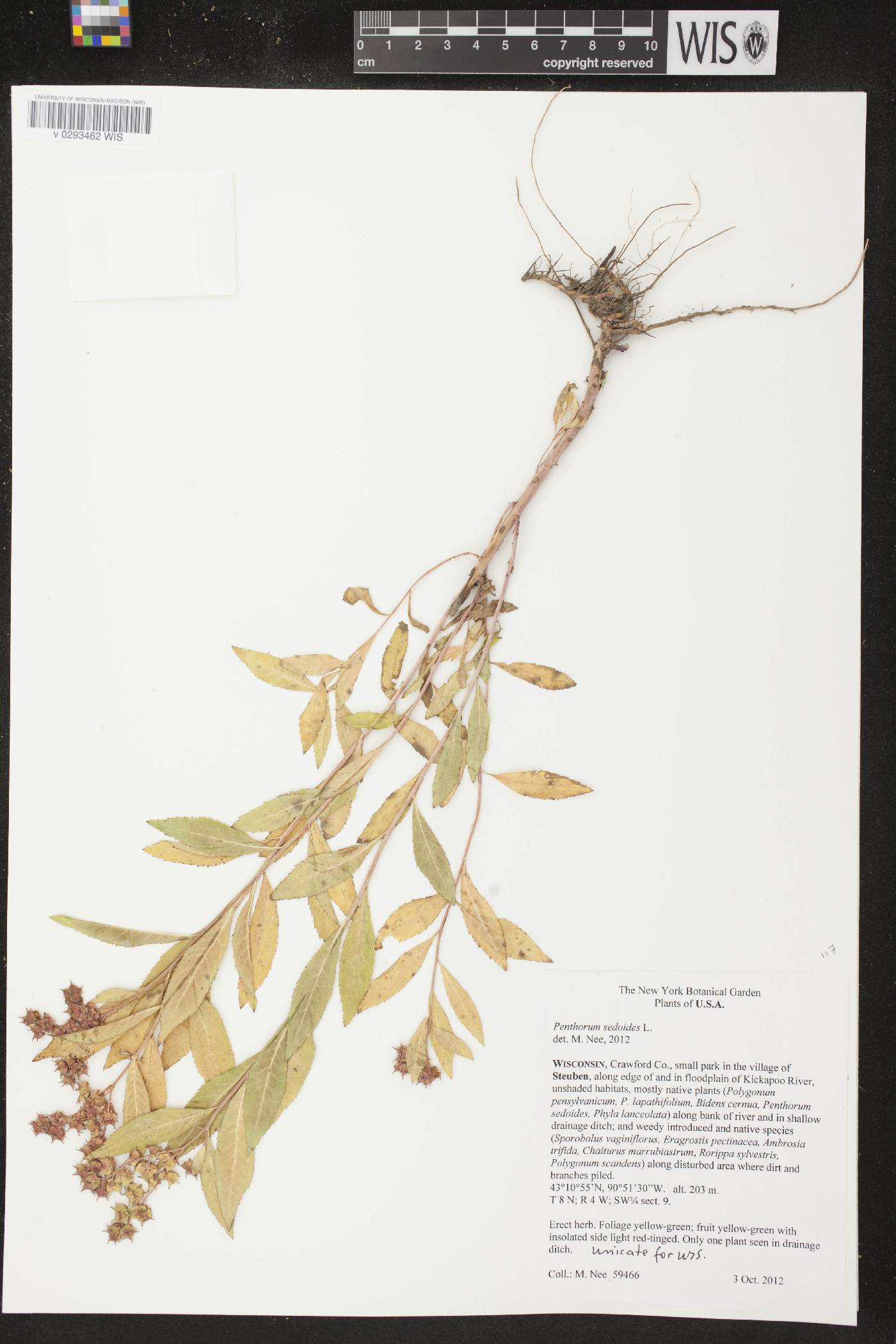 Penthorum sedoides image