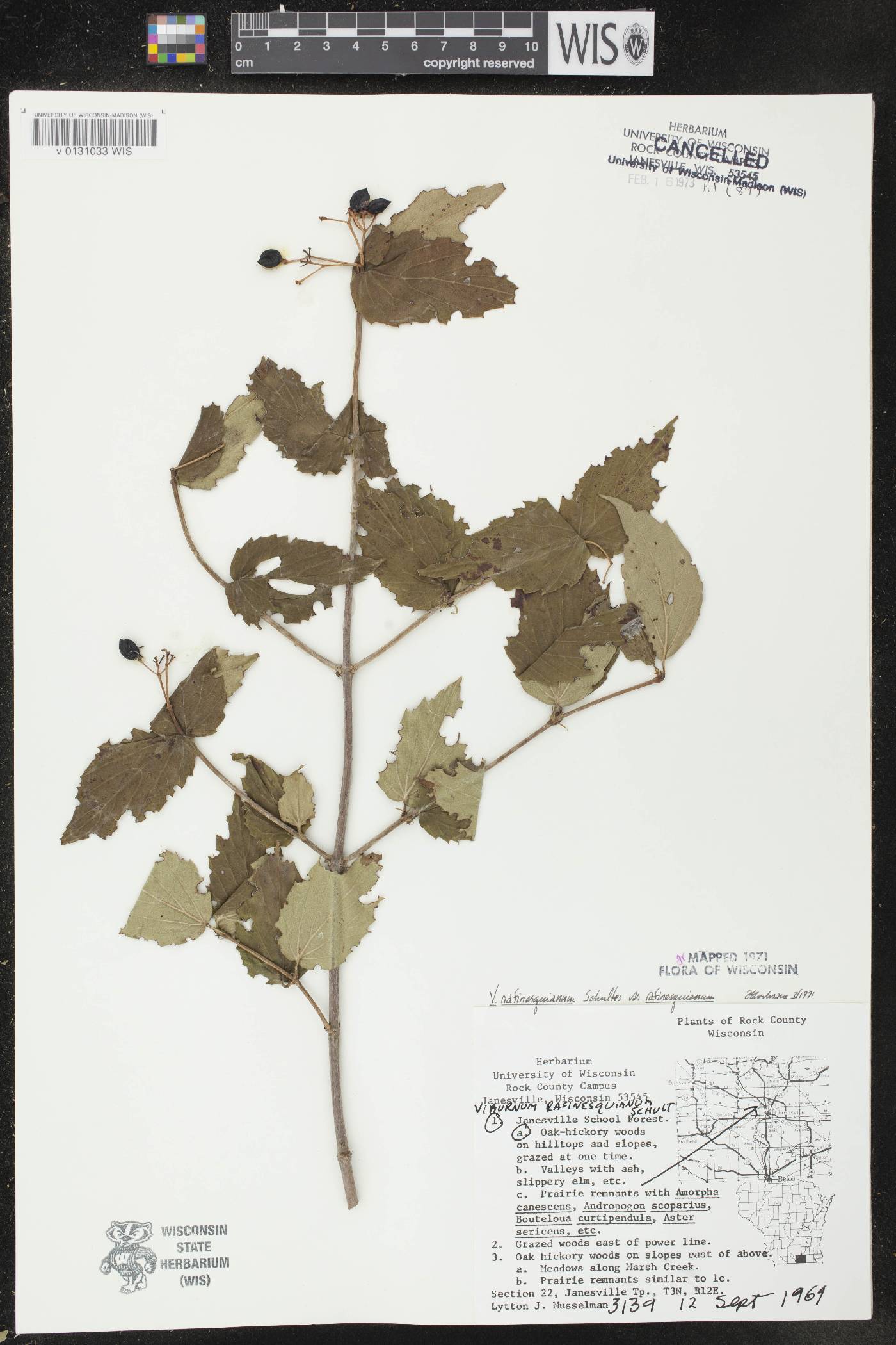 Viburnum rafinesquianum var. rafinesquianum image