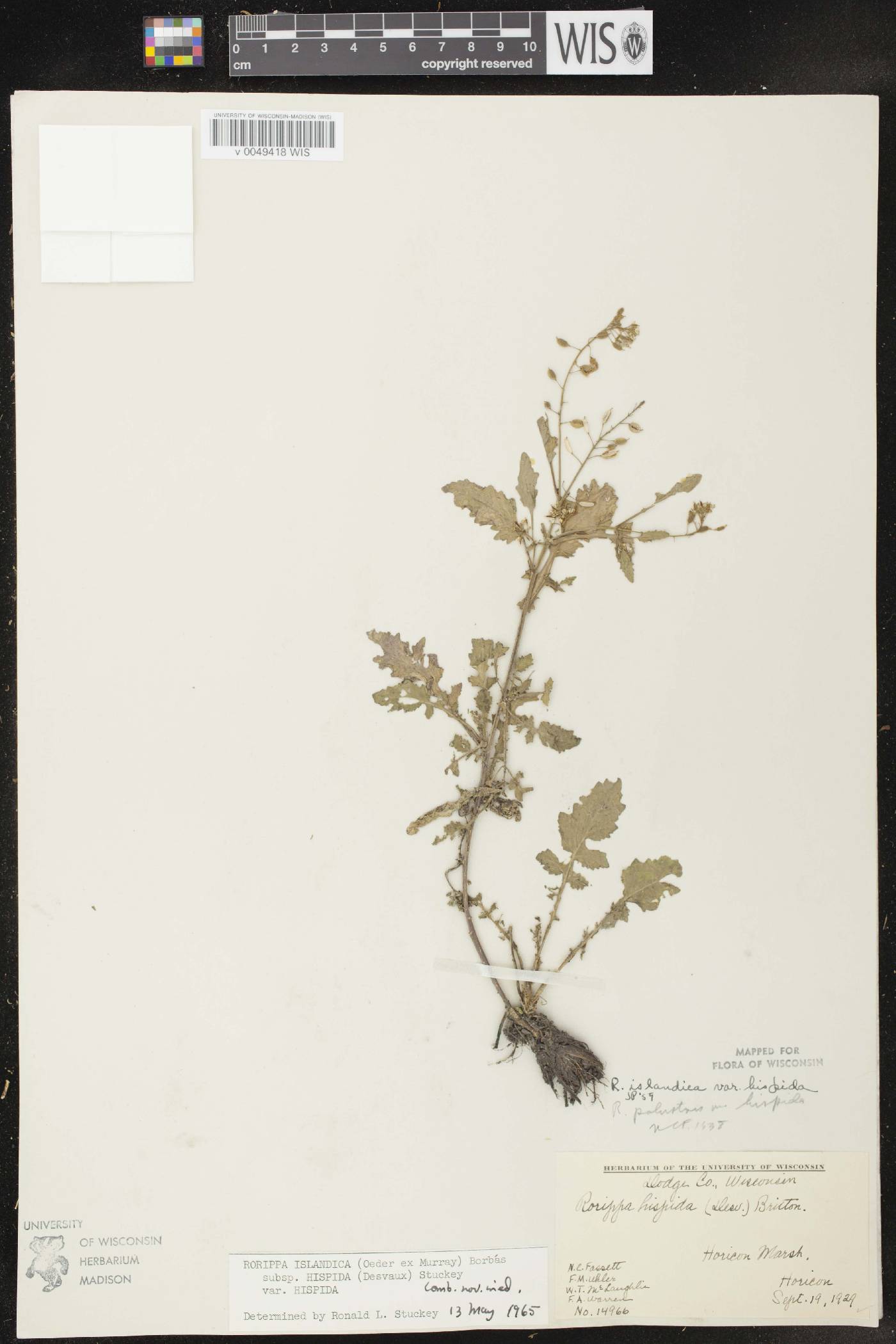 Rorippa palustris subsp. hispida image