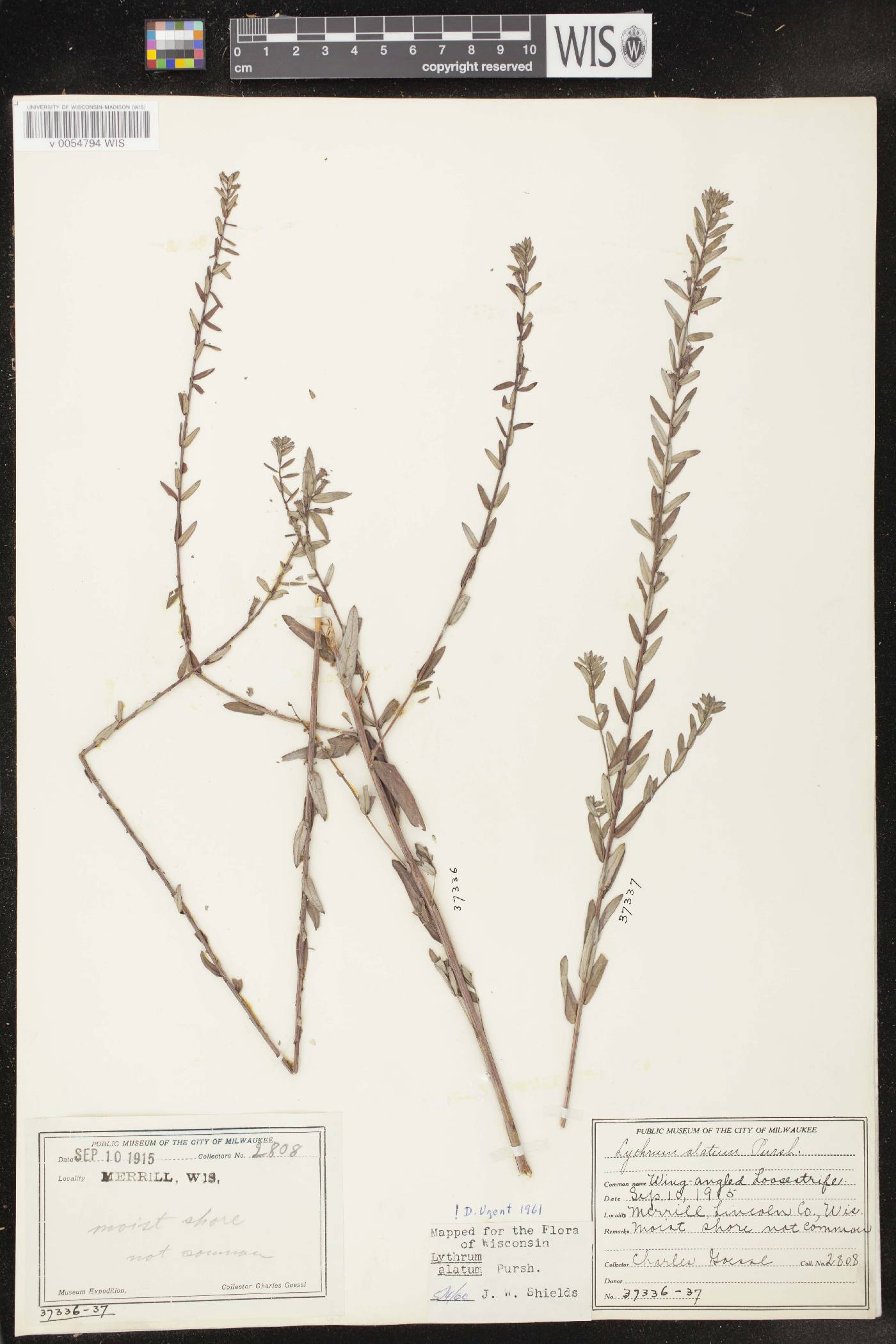 Lythrum alatum var. alatum image