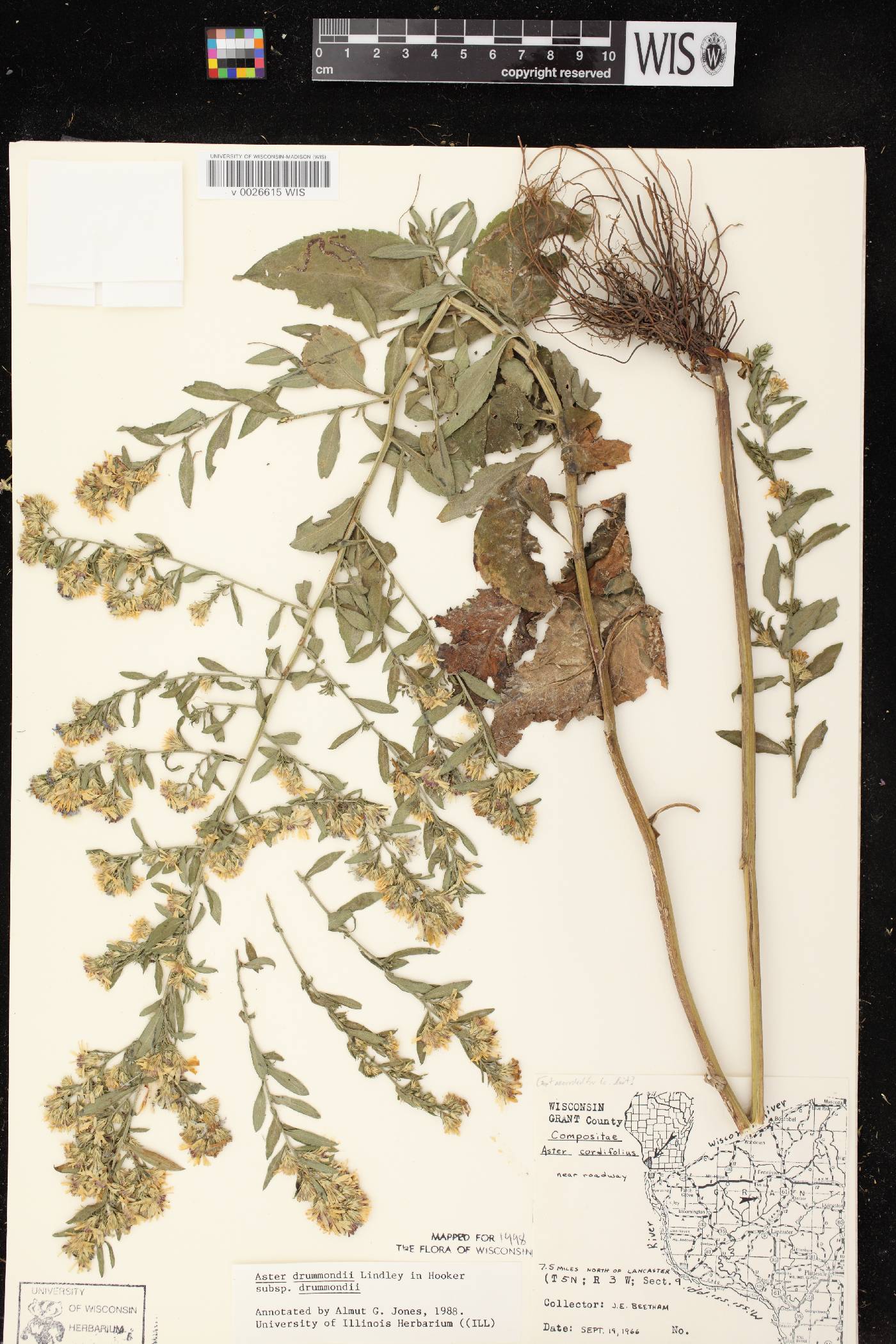 Symphyotrichum drummondii var. drummondii image