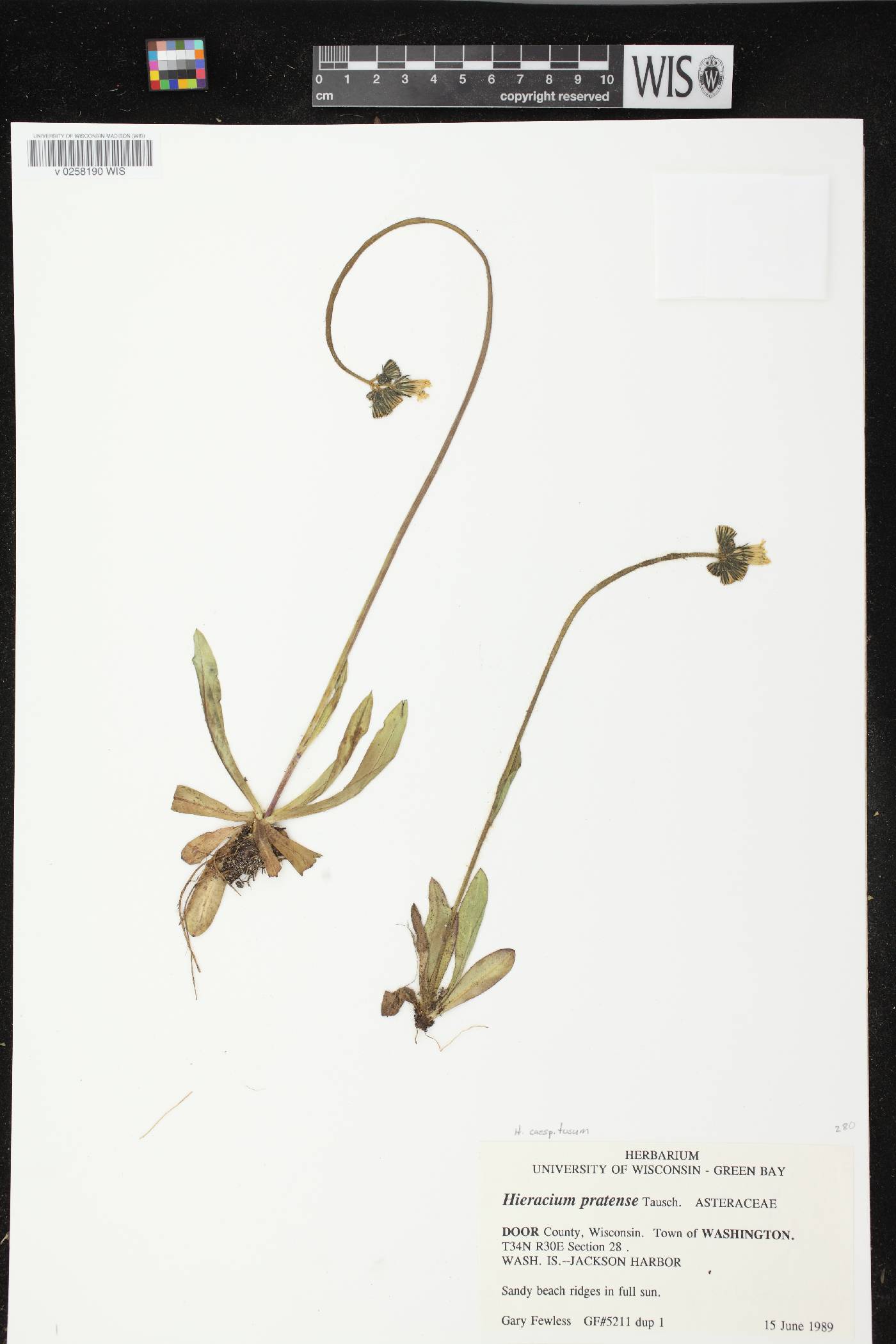 Hieracium caespitosum image