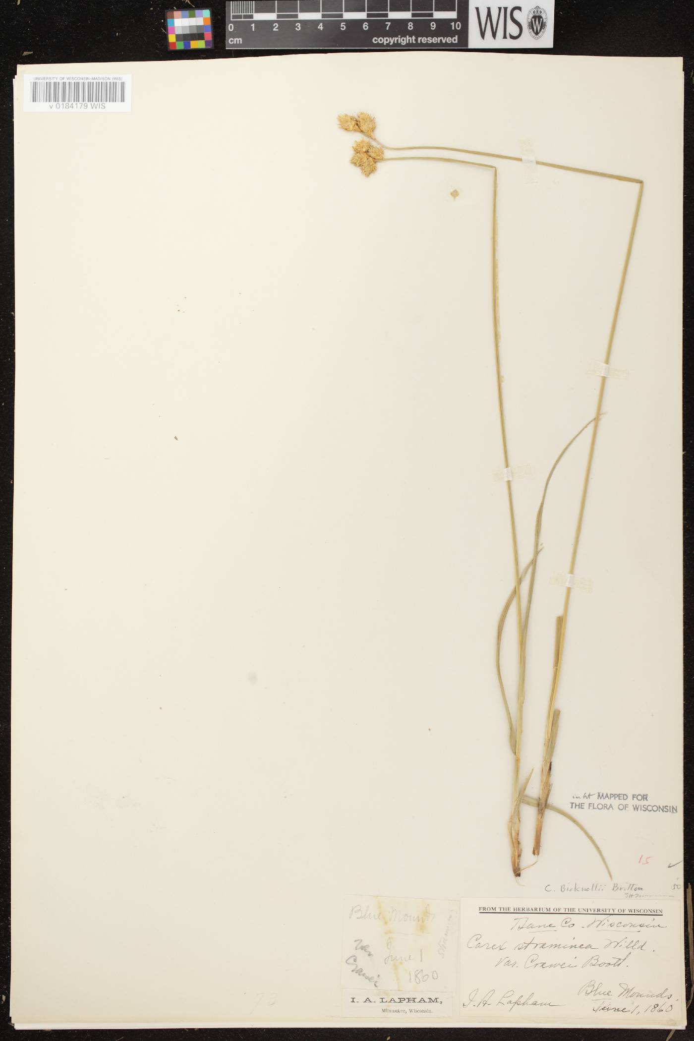 Carex bicknellii image