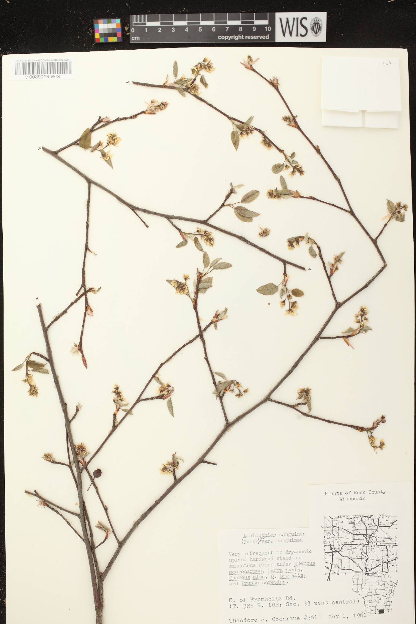 Amelanchier sanguinea image