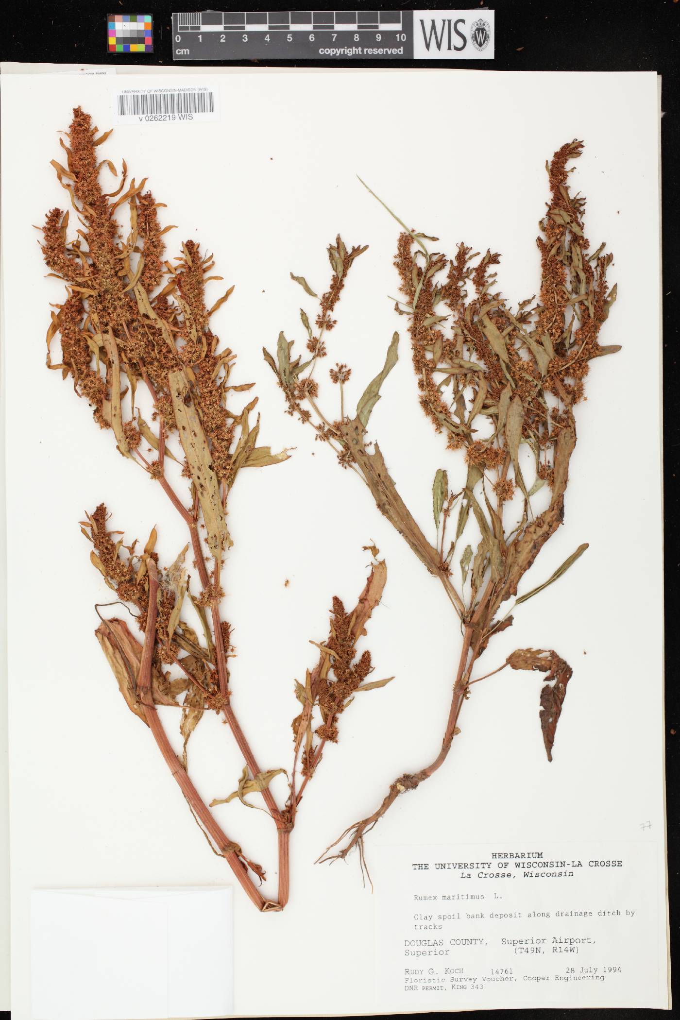 Rumex fueginus image