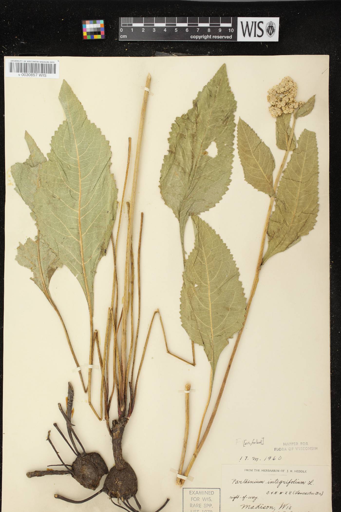Parthenium integrifolium image