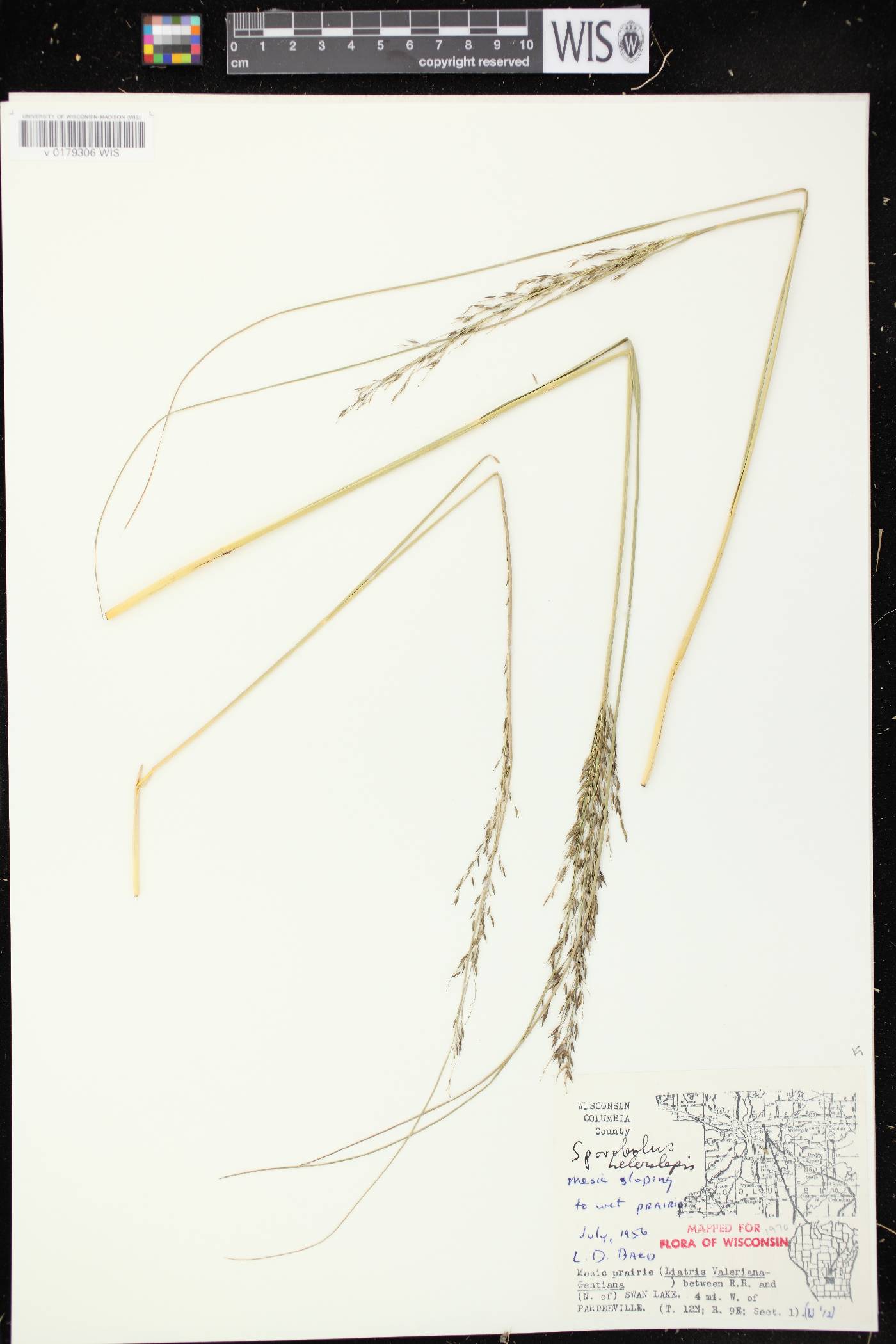 Sporobolus heterolepis image