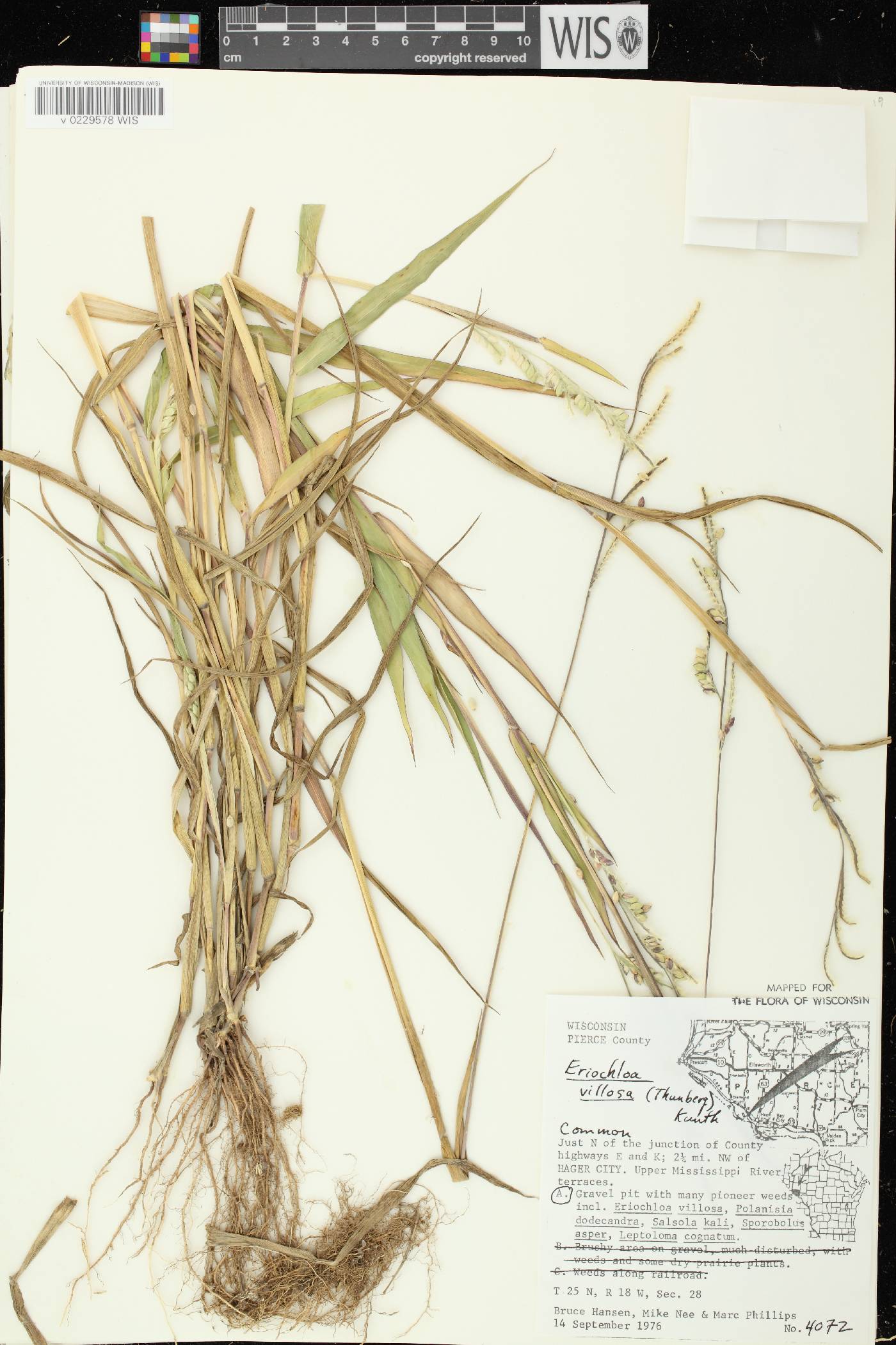 Eriochloa villosa image