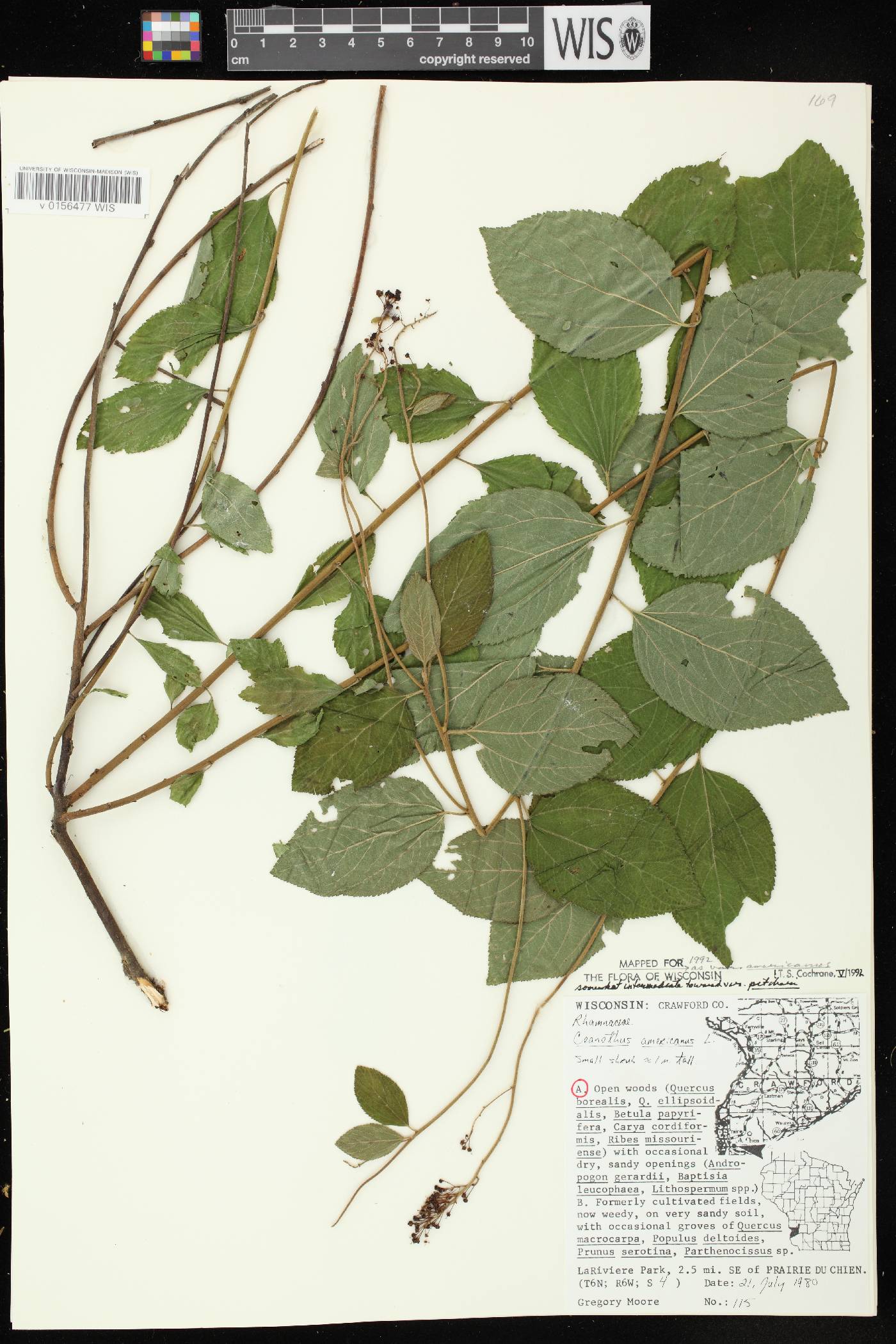Ceanothus americanus image