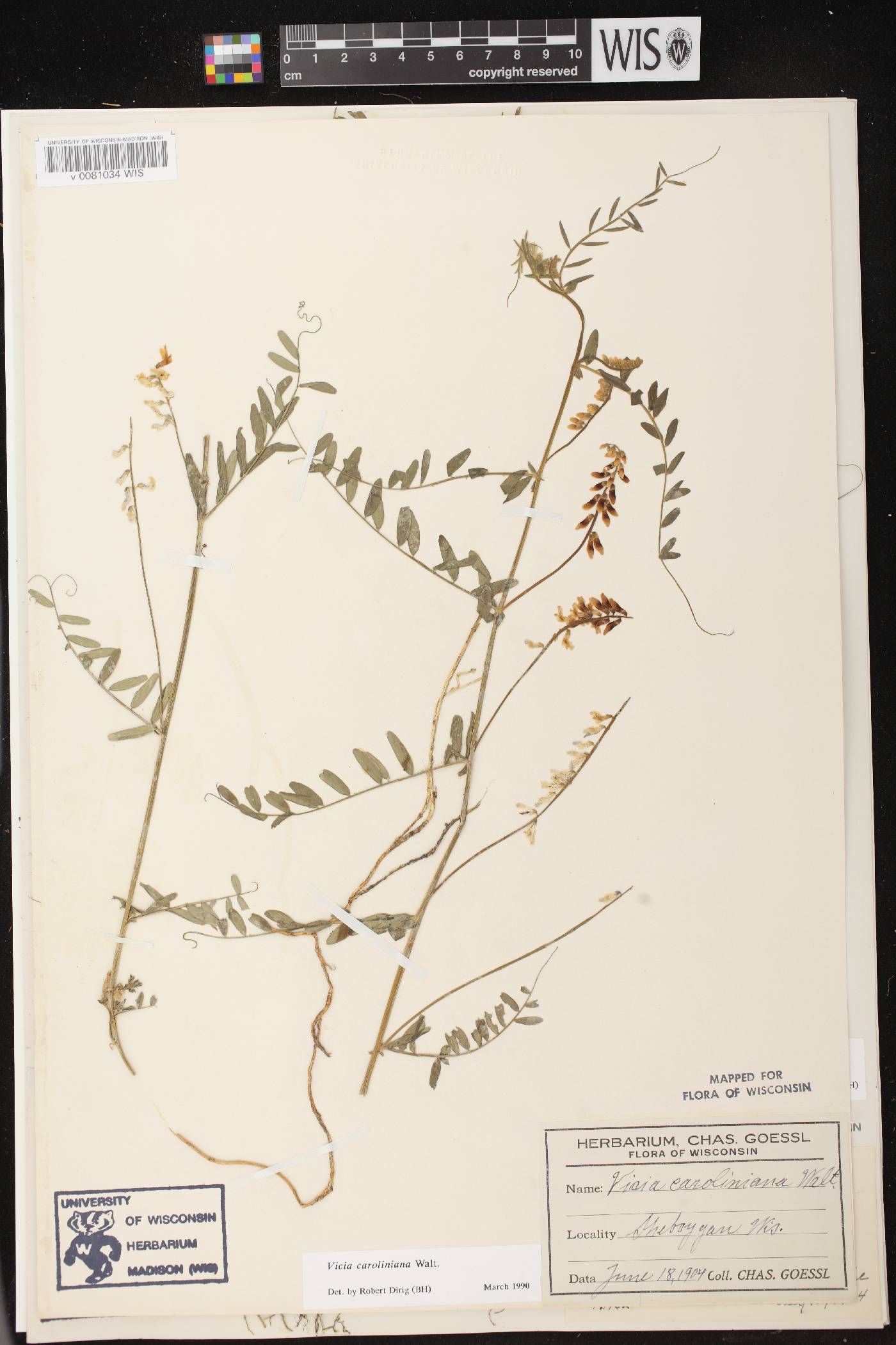 Vicia caroliniana image