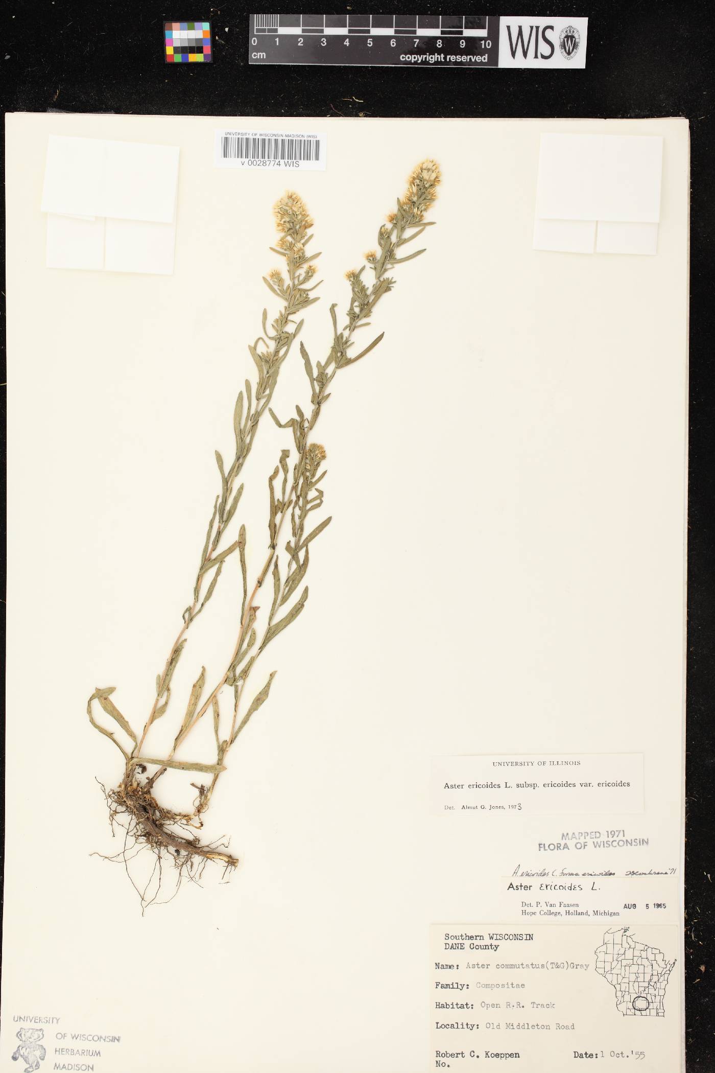 Symphyotrichum ericoides var. ericoides image