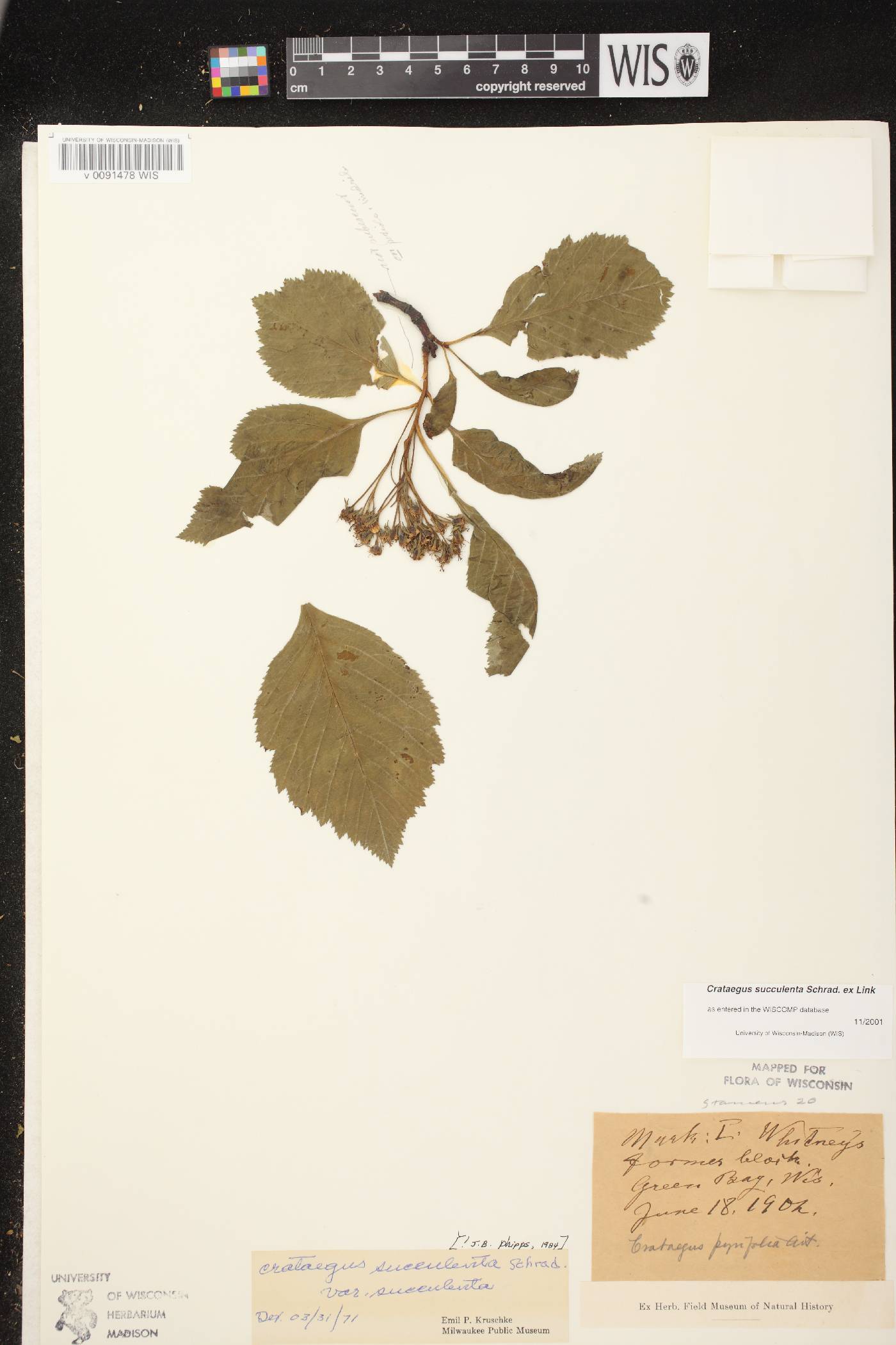 Crataegus succulenta image