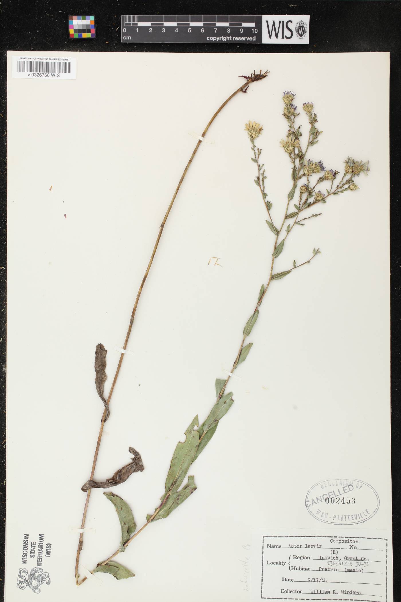 Symphyotrichum laeve var. laeve image