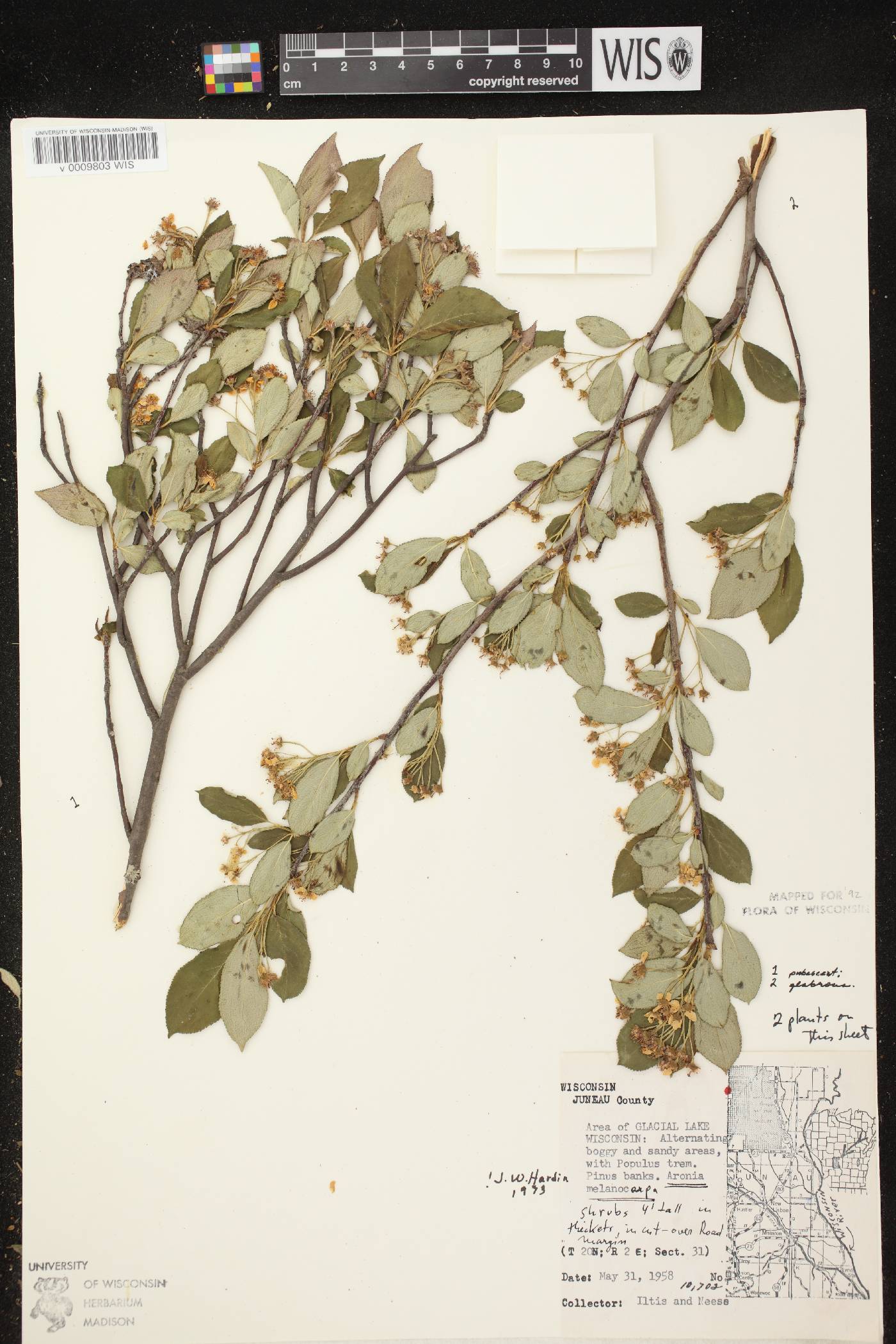Aronia x prunifolia image