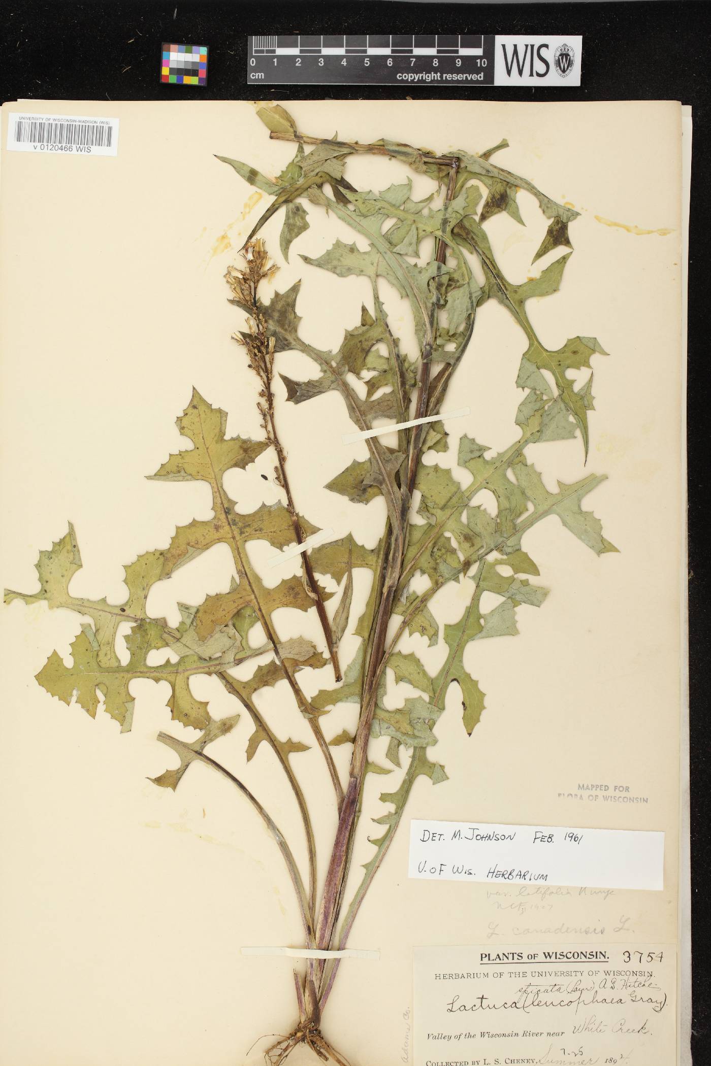 Lactuca canadensis image
