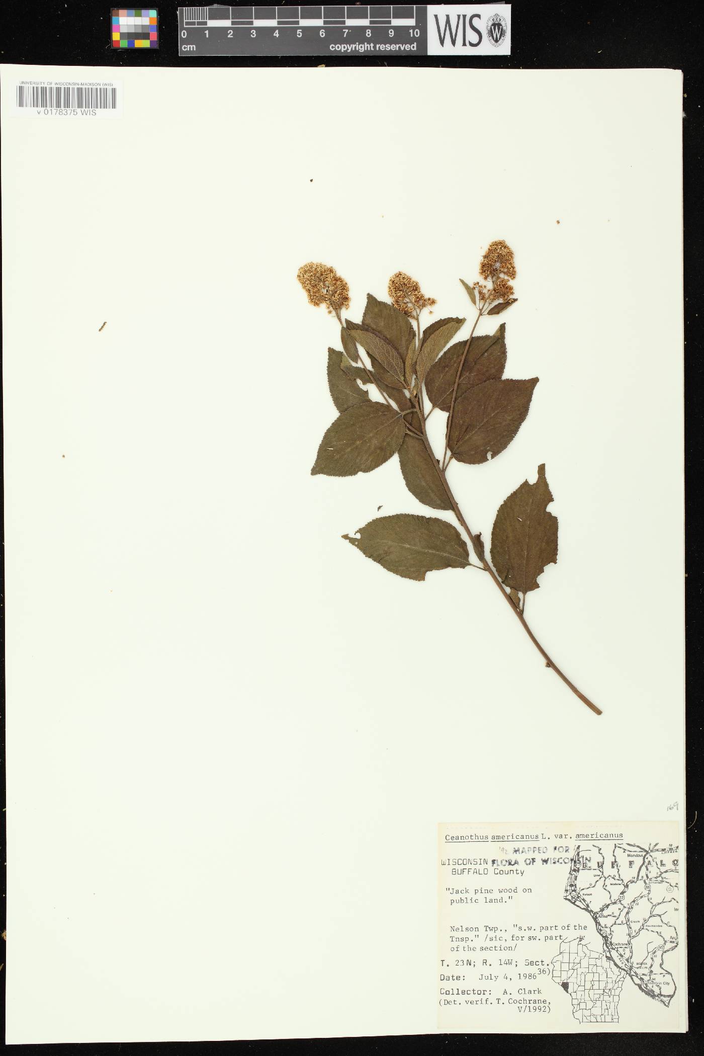 Ceanothus americanus image